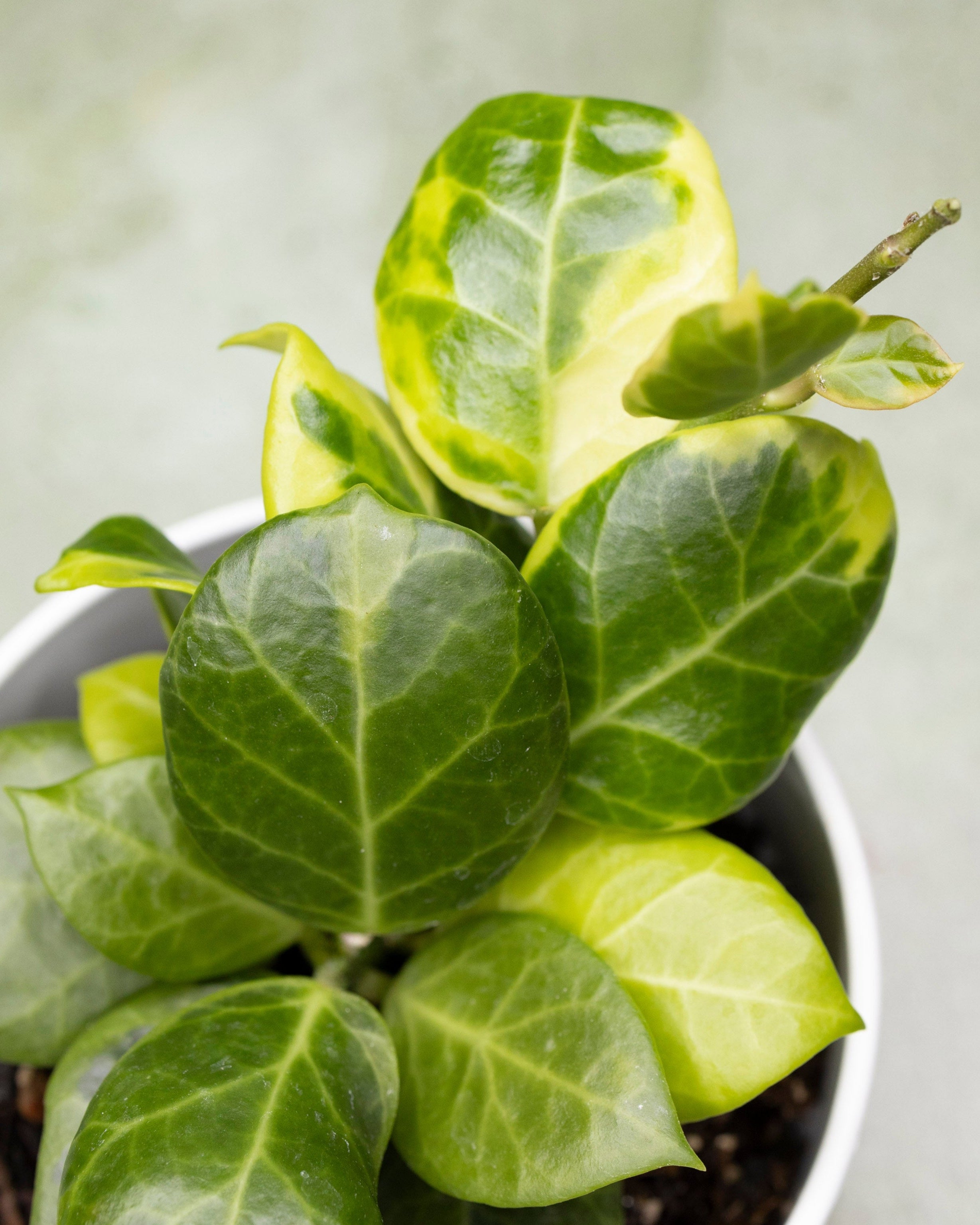 Hoya Obscura Outer Variegated