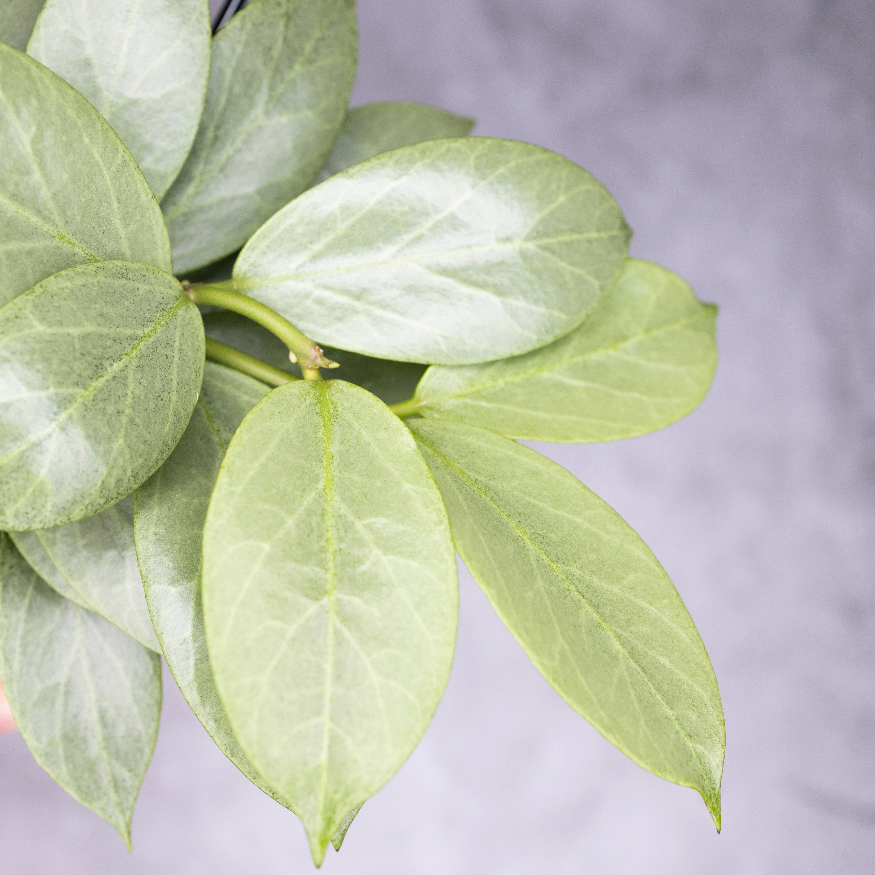 Hoya obscura Cryptic Chrome
