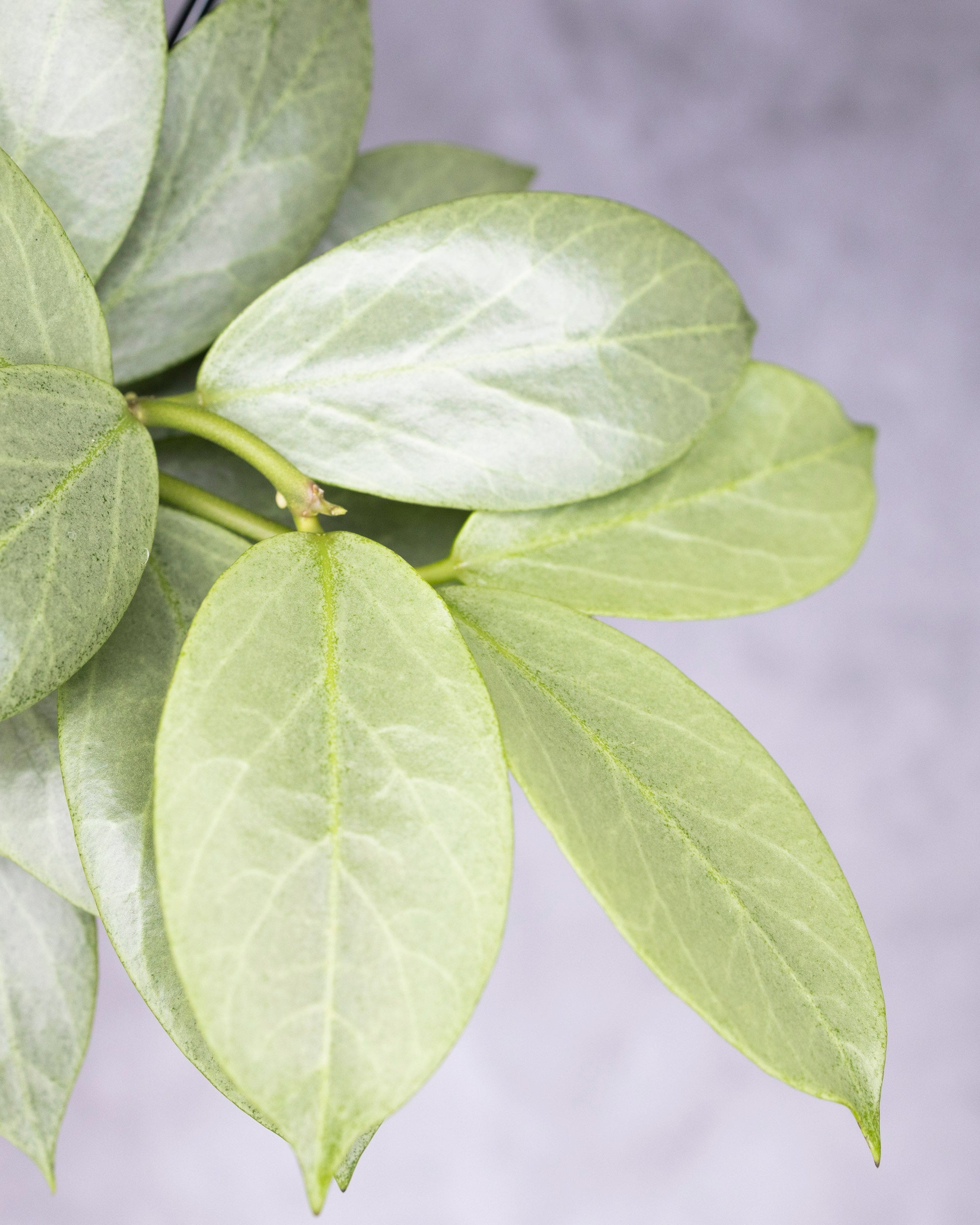 Close-up of green leaves on a light gray background
