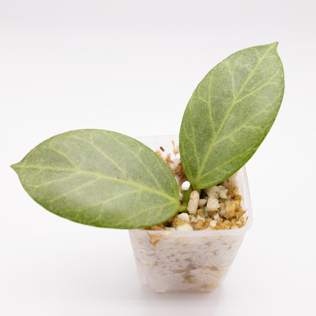Hoya Obscura Silver