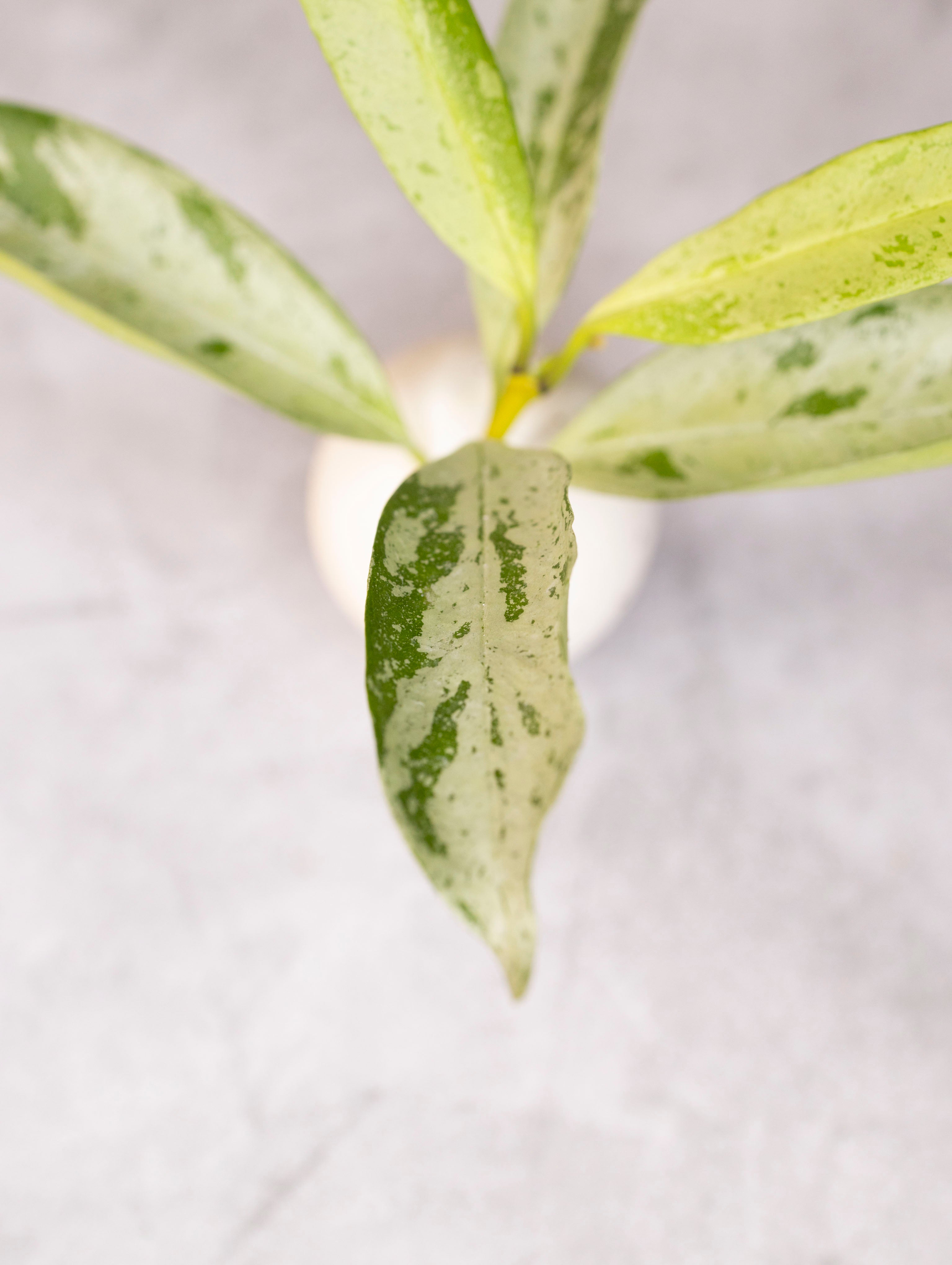 Hoya occultata Silver (wavy leaves)