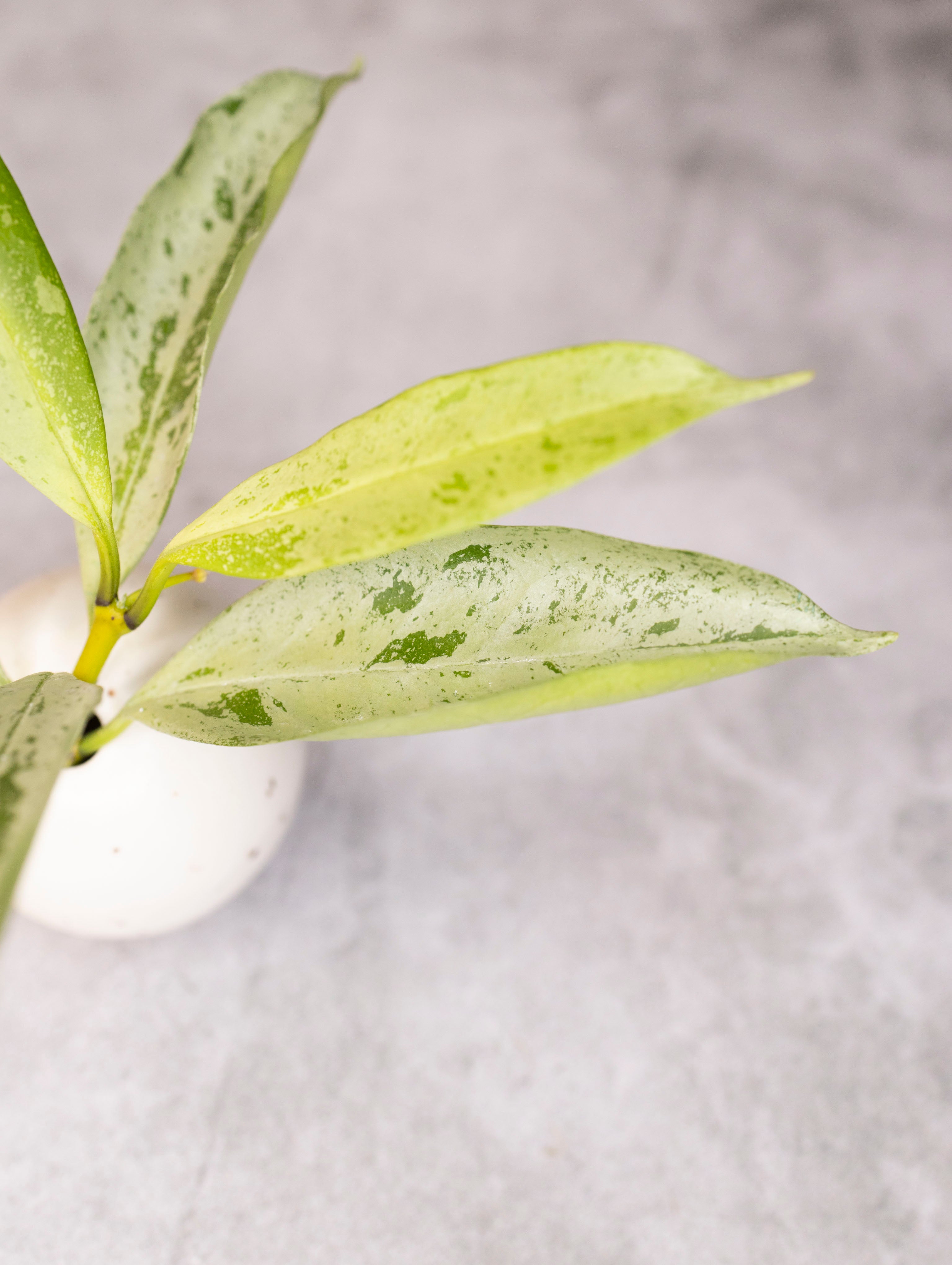 Hoya occultata Silver (wavy leaves)