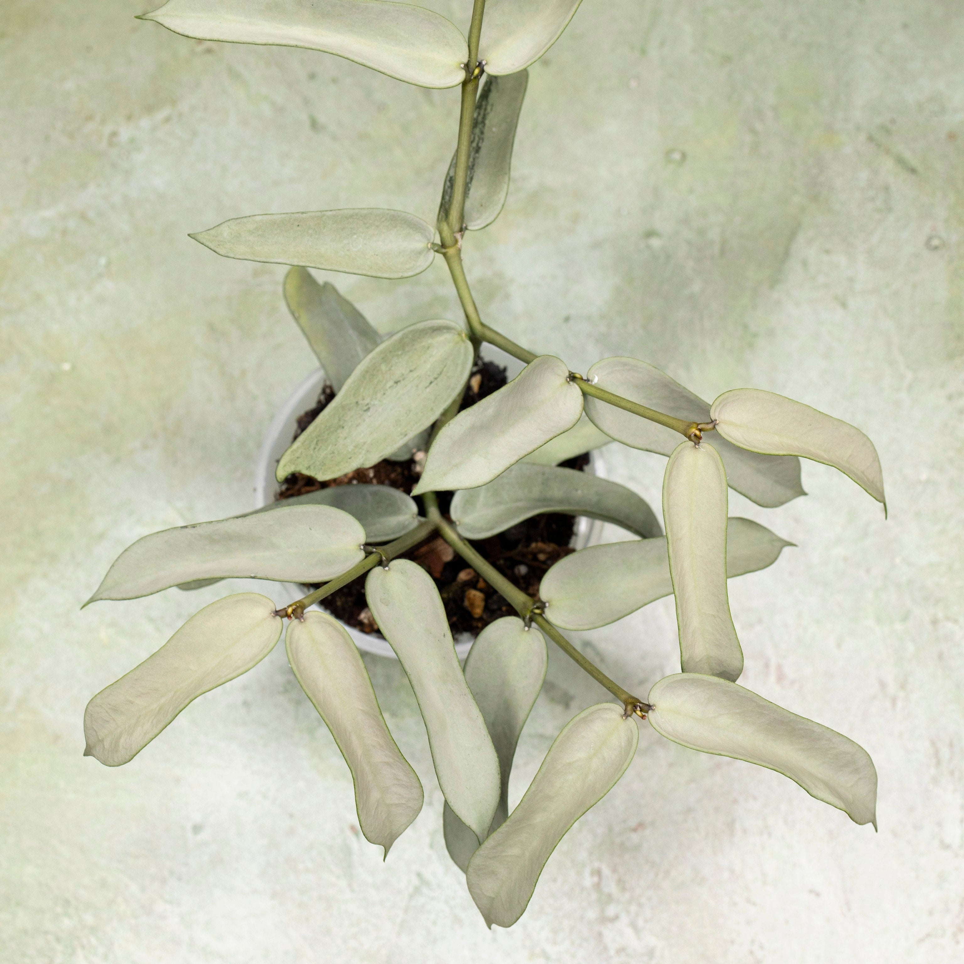 Hoya Pandurata Tsiang Silver