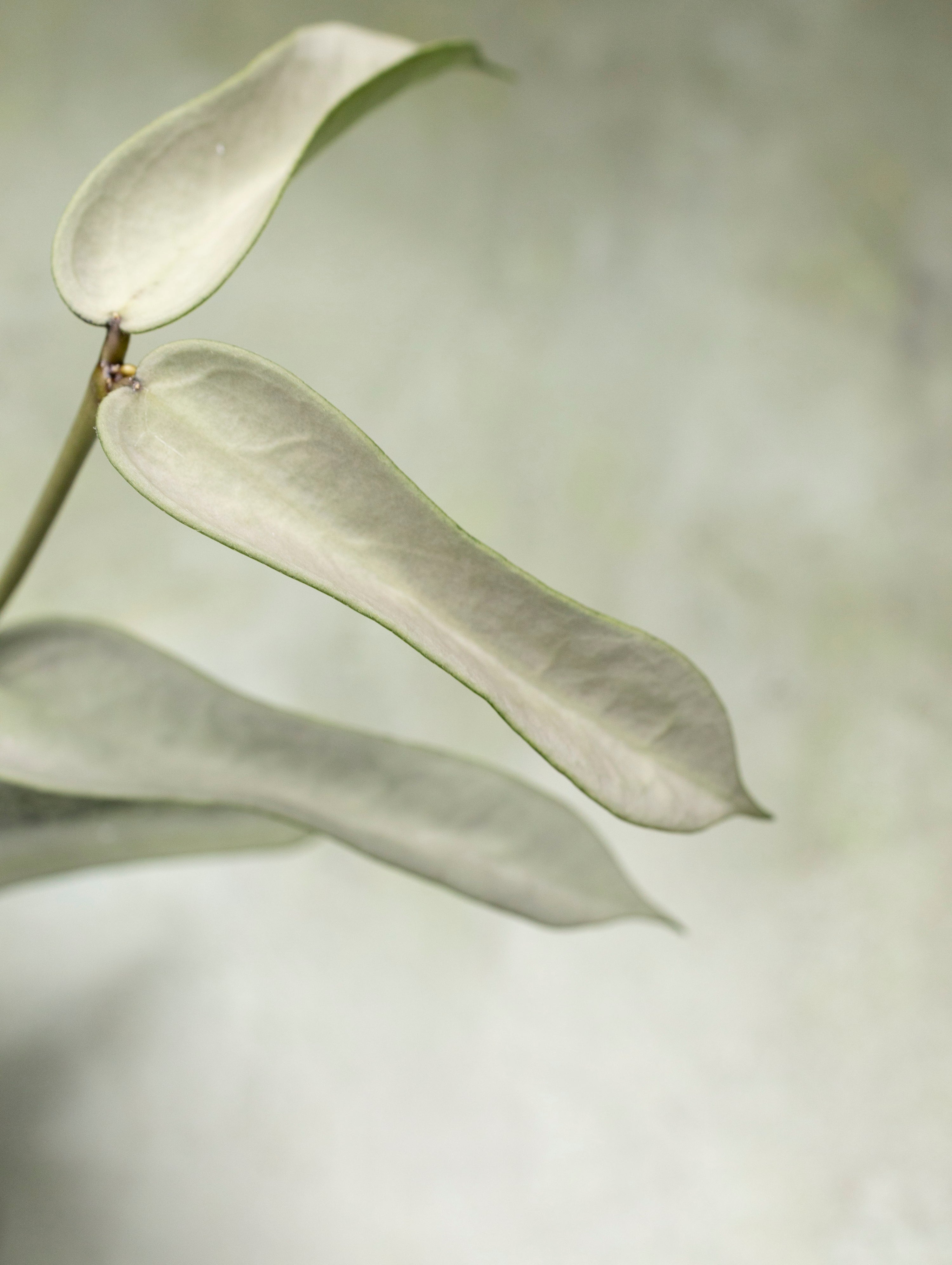 Hoya Pandurata Tsiang Silver