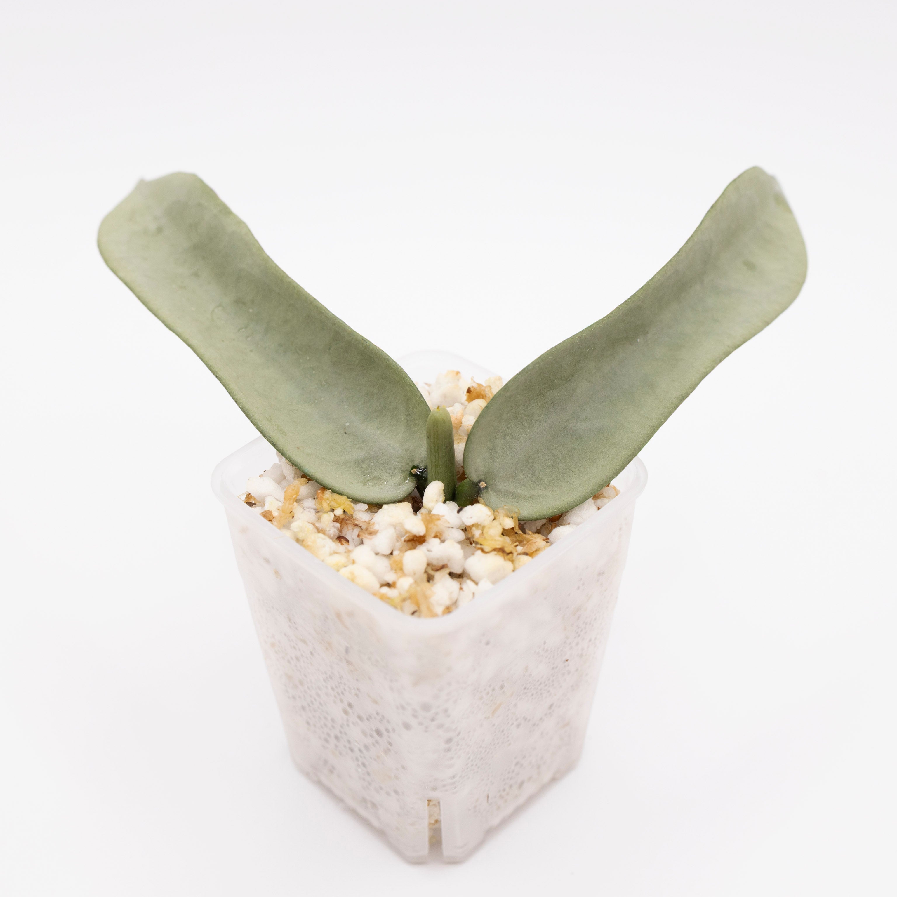 Hoya Pandurata Tsiang Silver