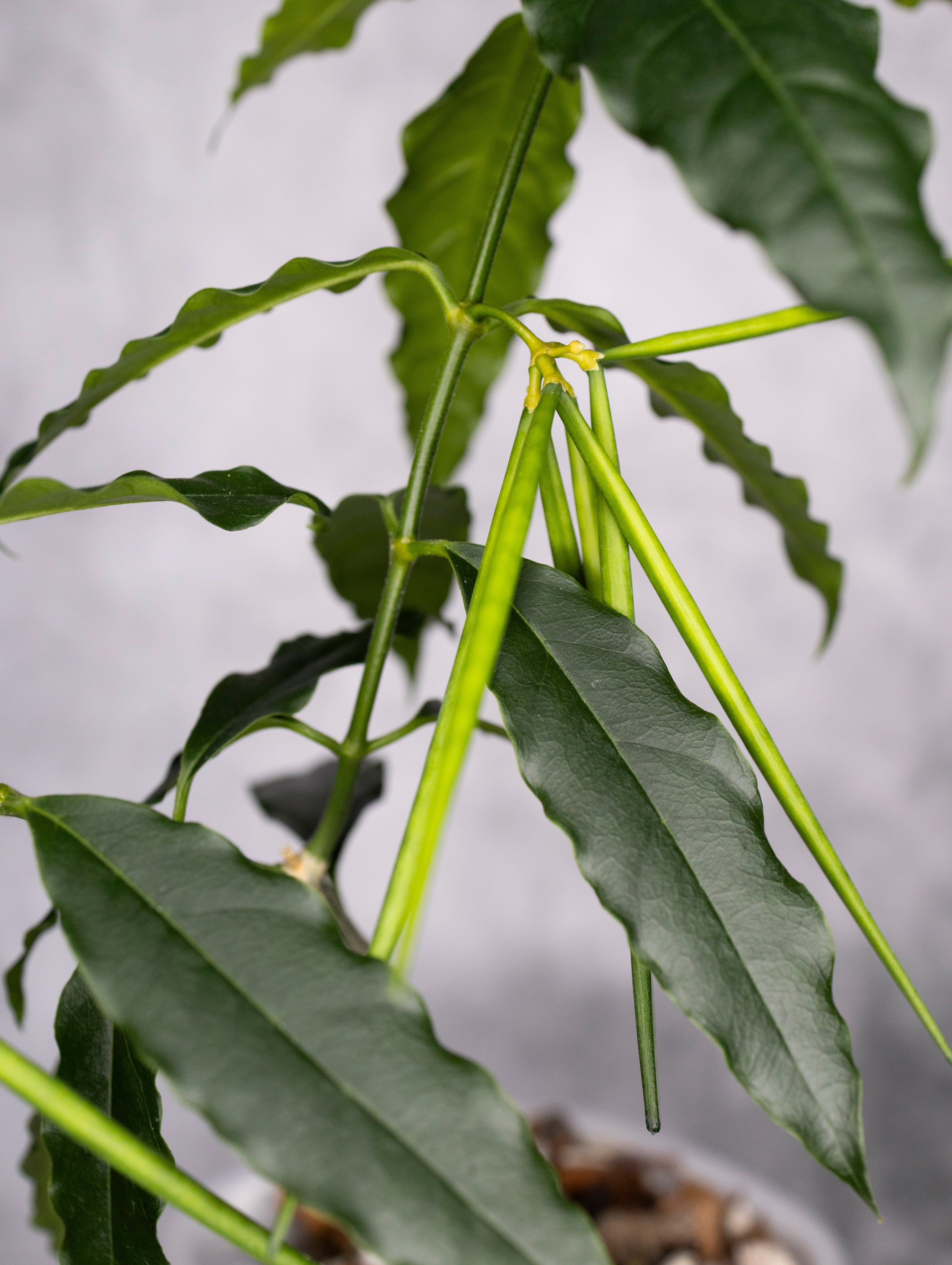 Close-up of green leaves with a blurred background