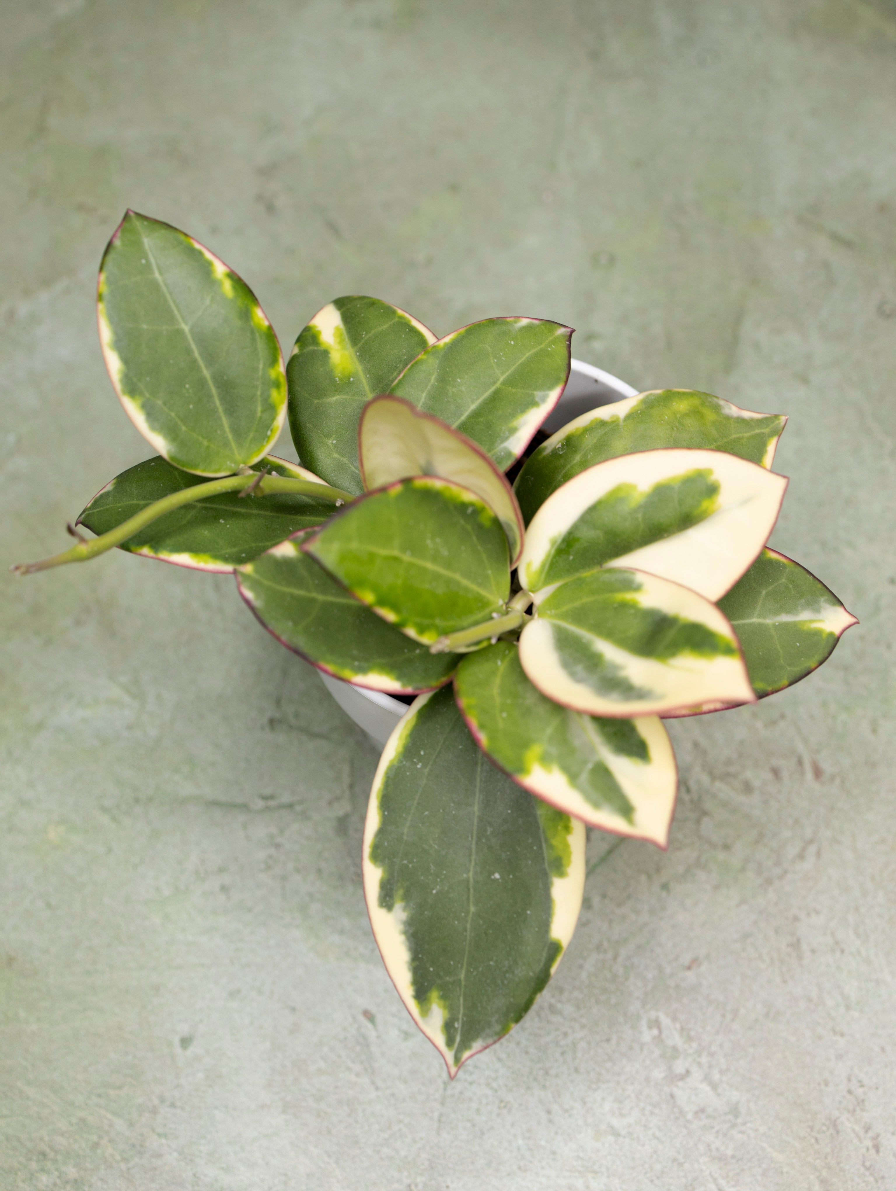 Hoya Para Outer Variegated