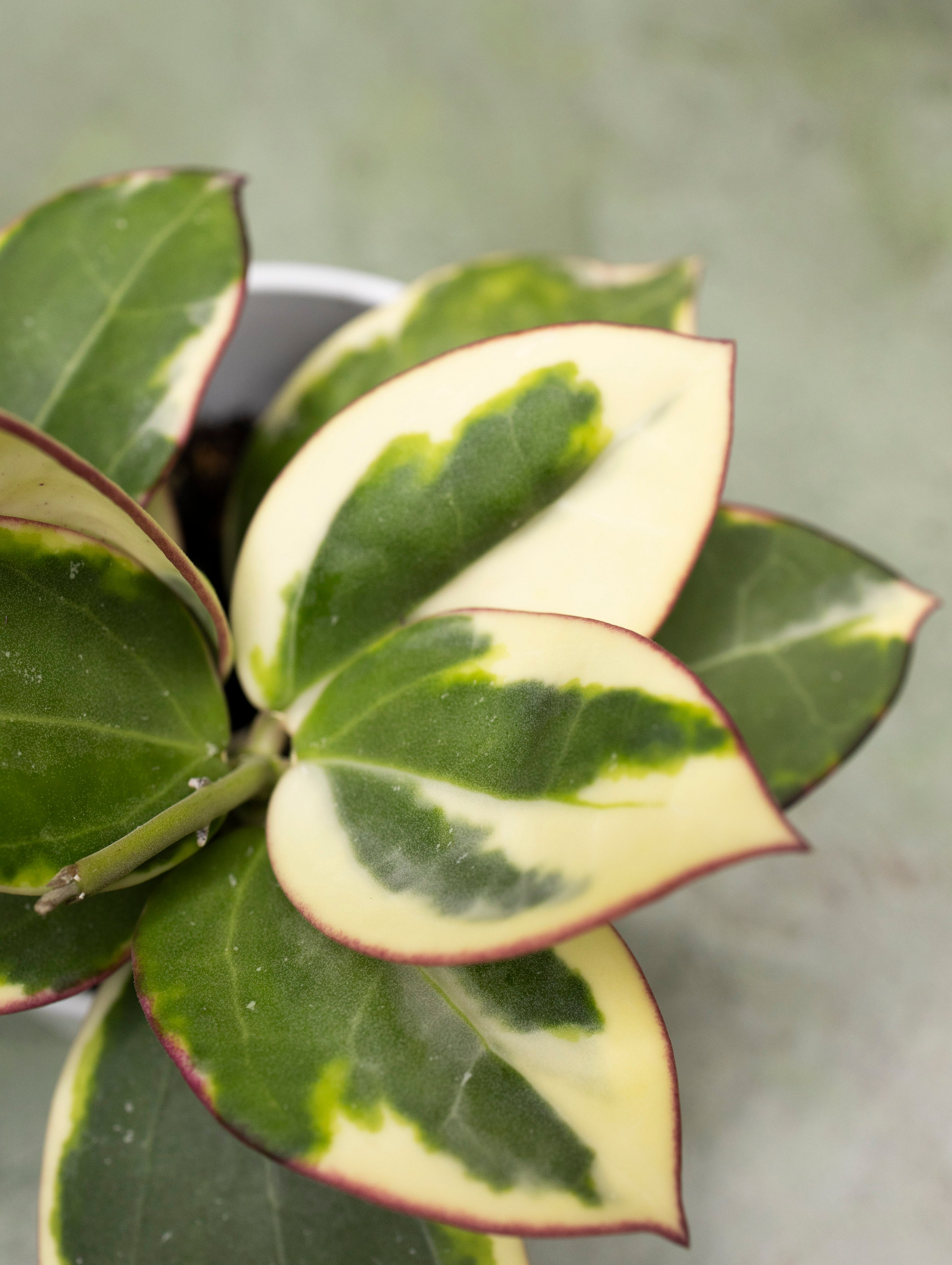 Hoya Para Outer Variegated