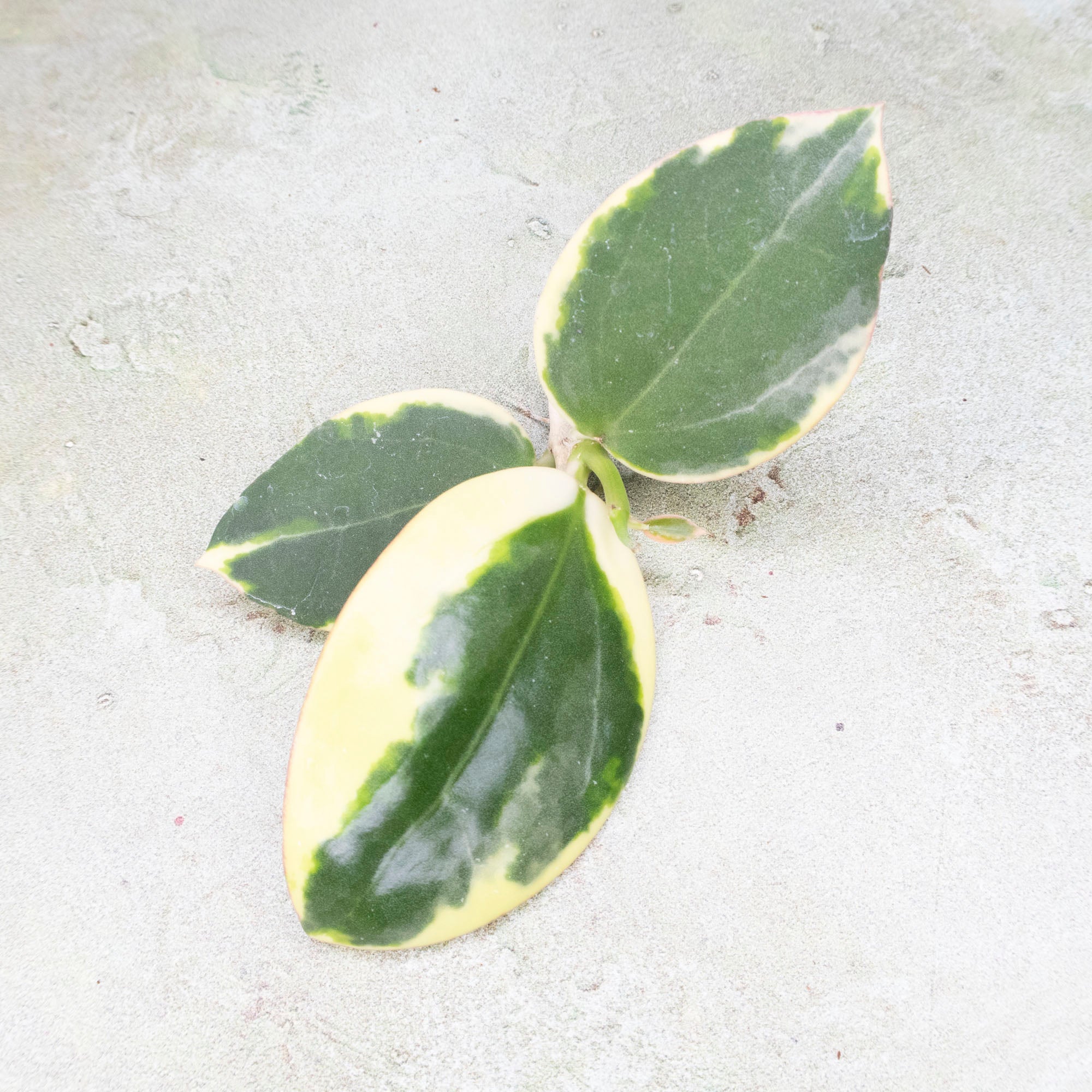 Hoya Para Outer Variegated