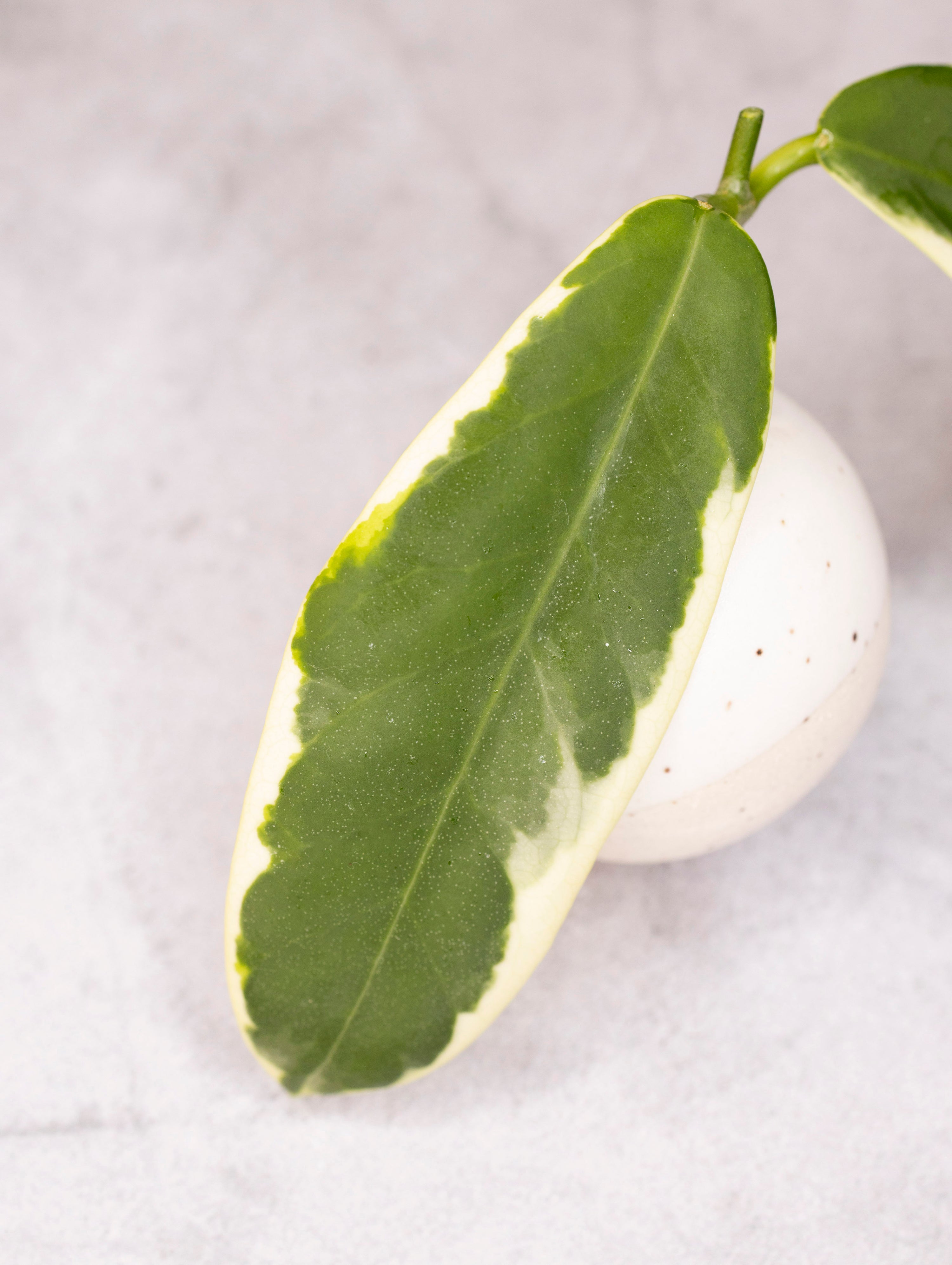 A cutting of Hoya Pimenteliana variegated