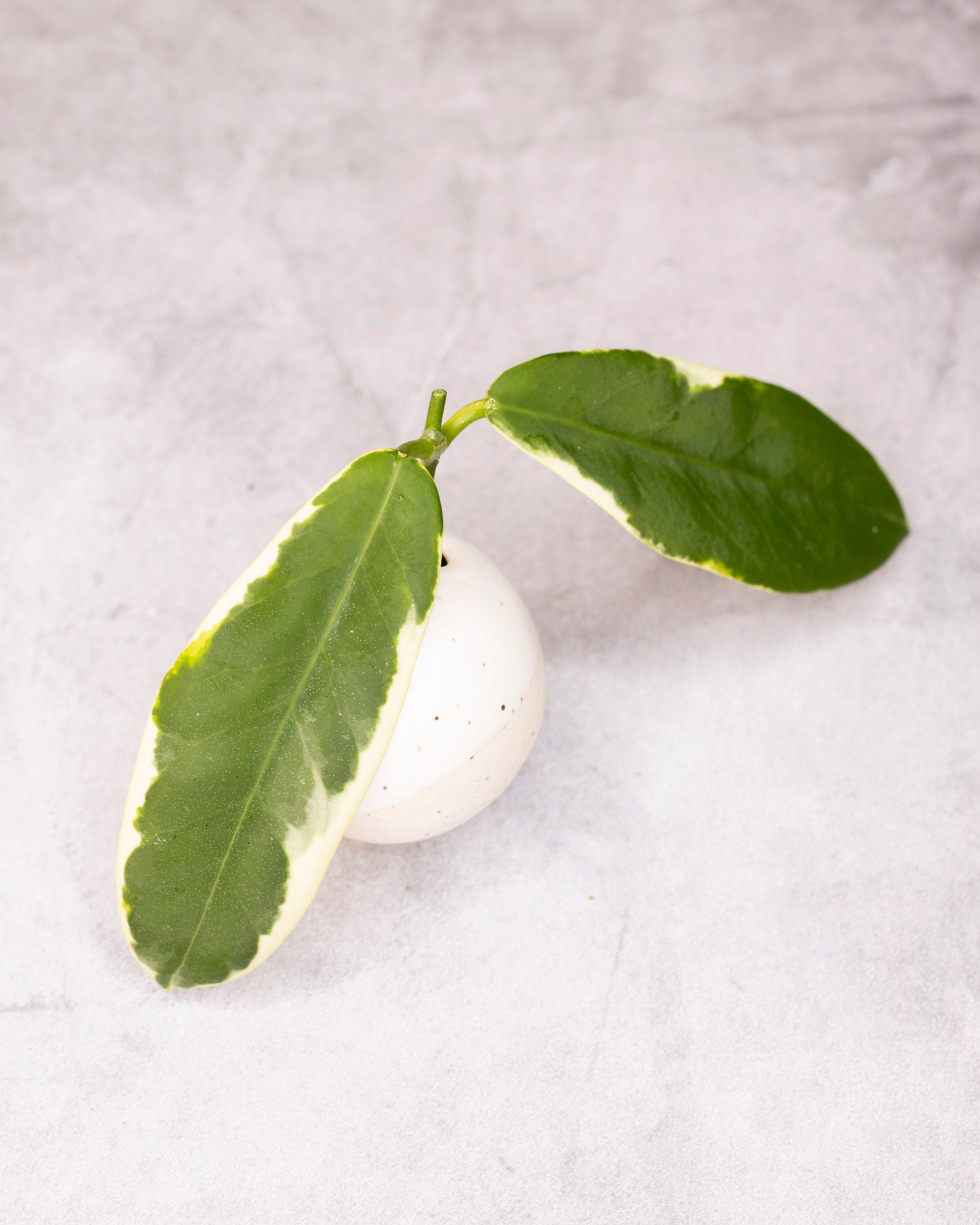 A cutting of Hoya Pimenteliana variegated