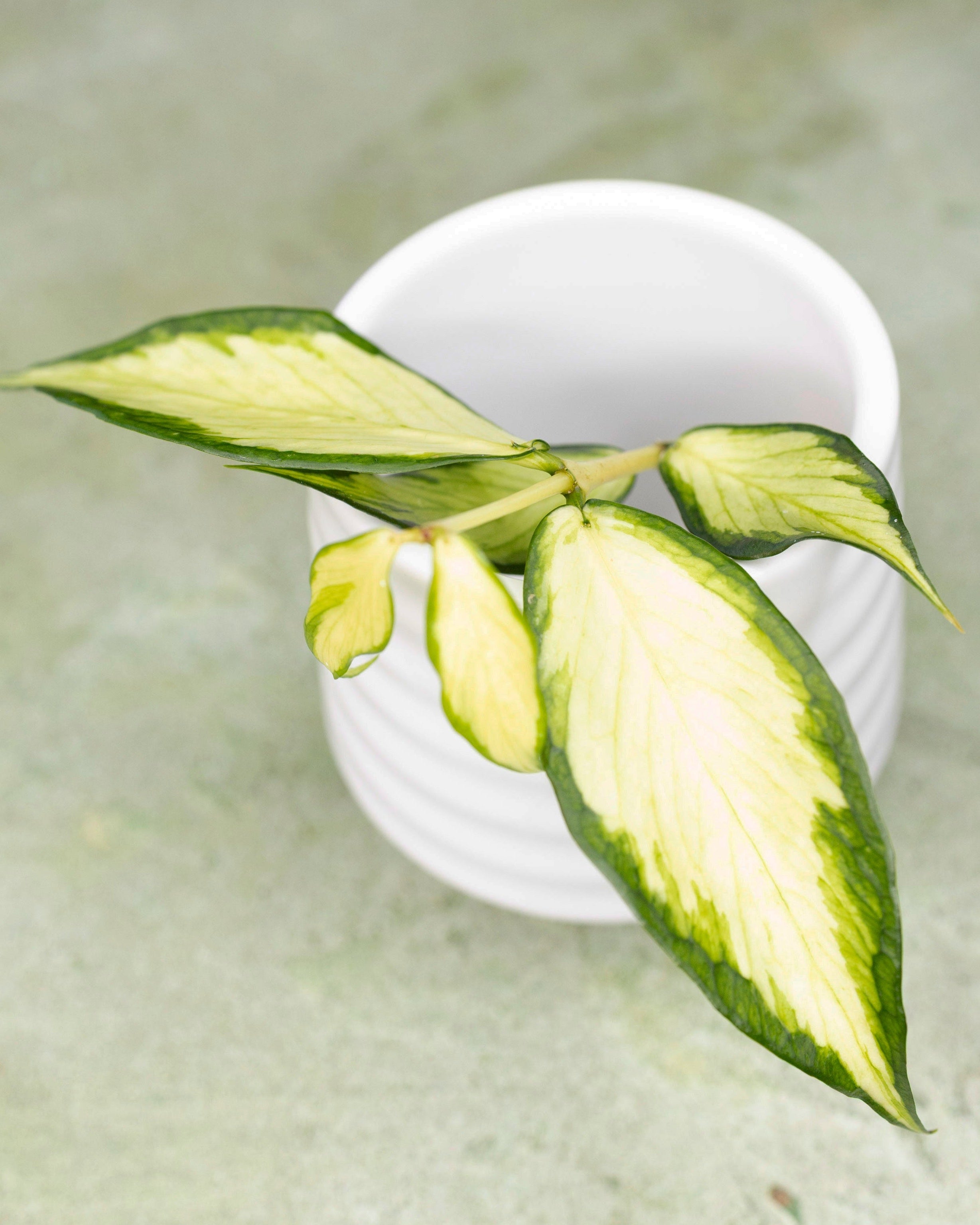 Hoya Polyneura Inner Variegated