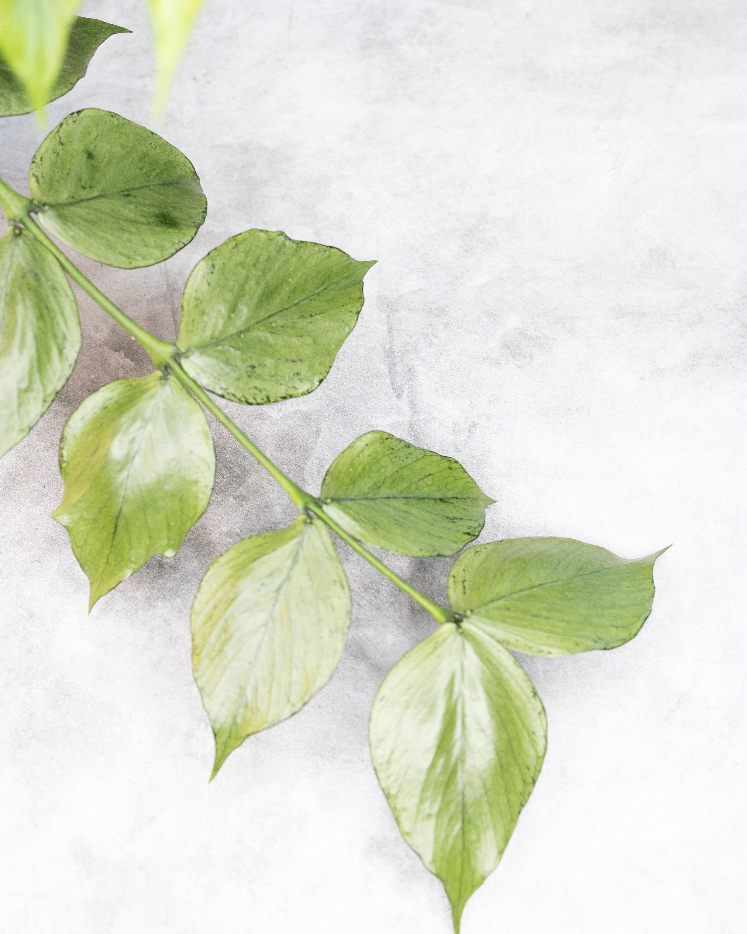 Green leaves on a light gray background