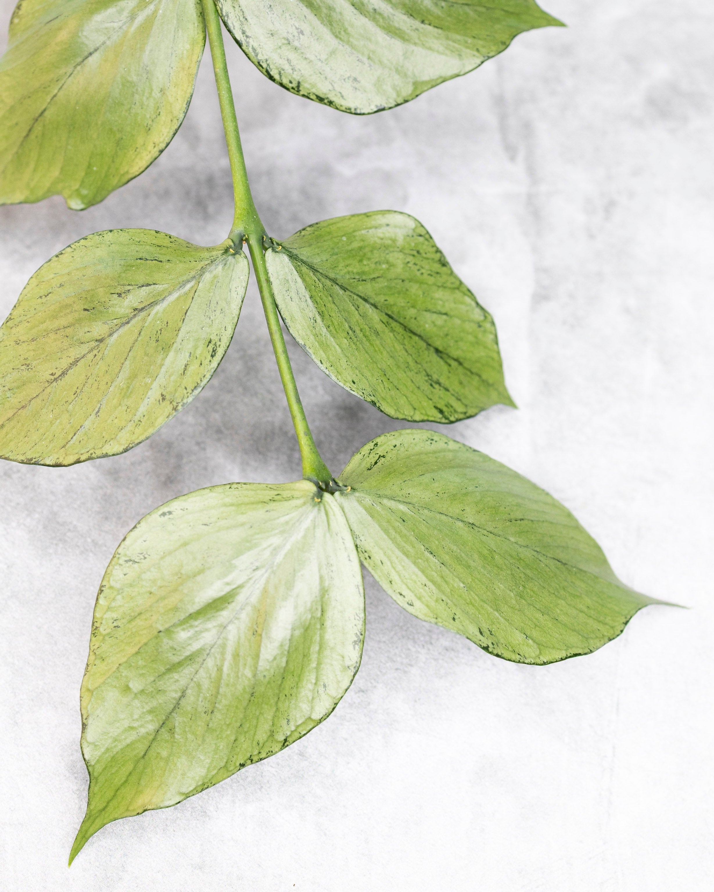 Close-up of green leaves on a light gray background