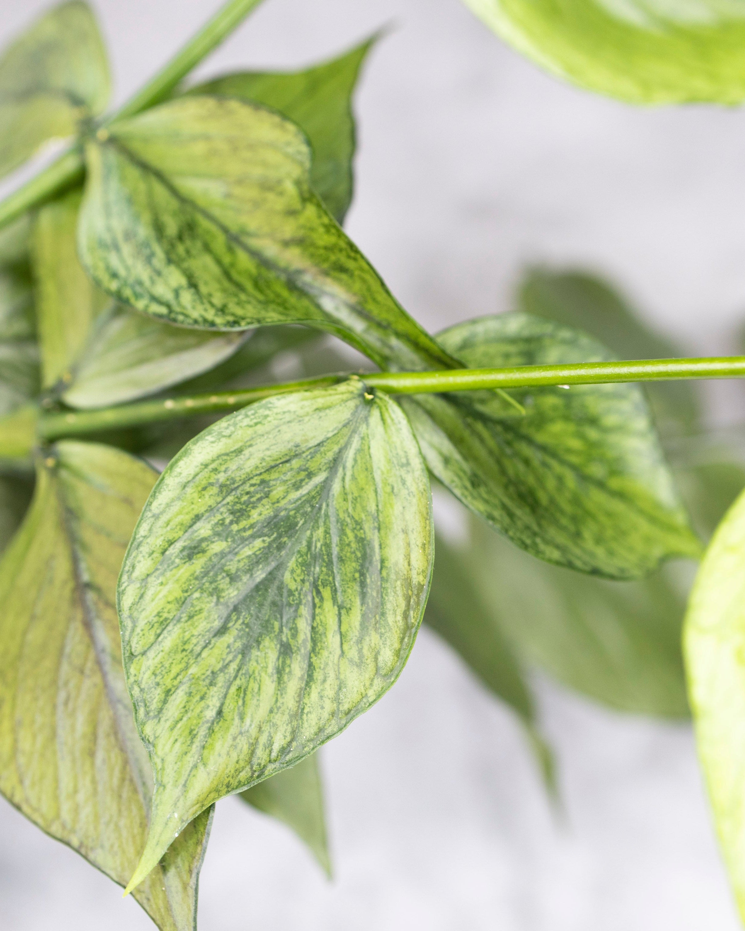 Close-up of green leaves with a blurred background