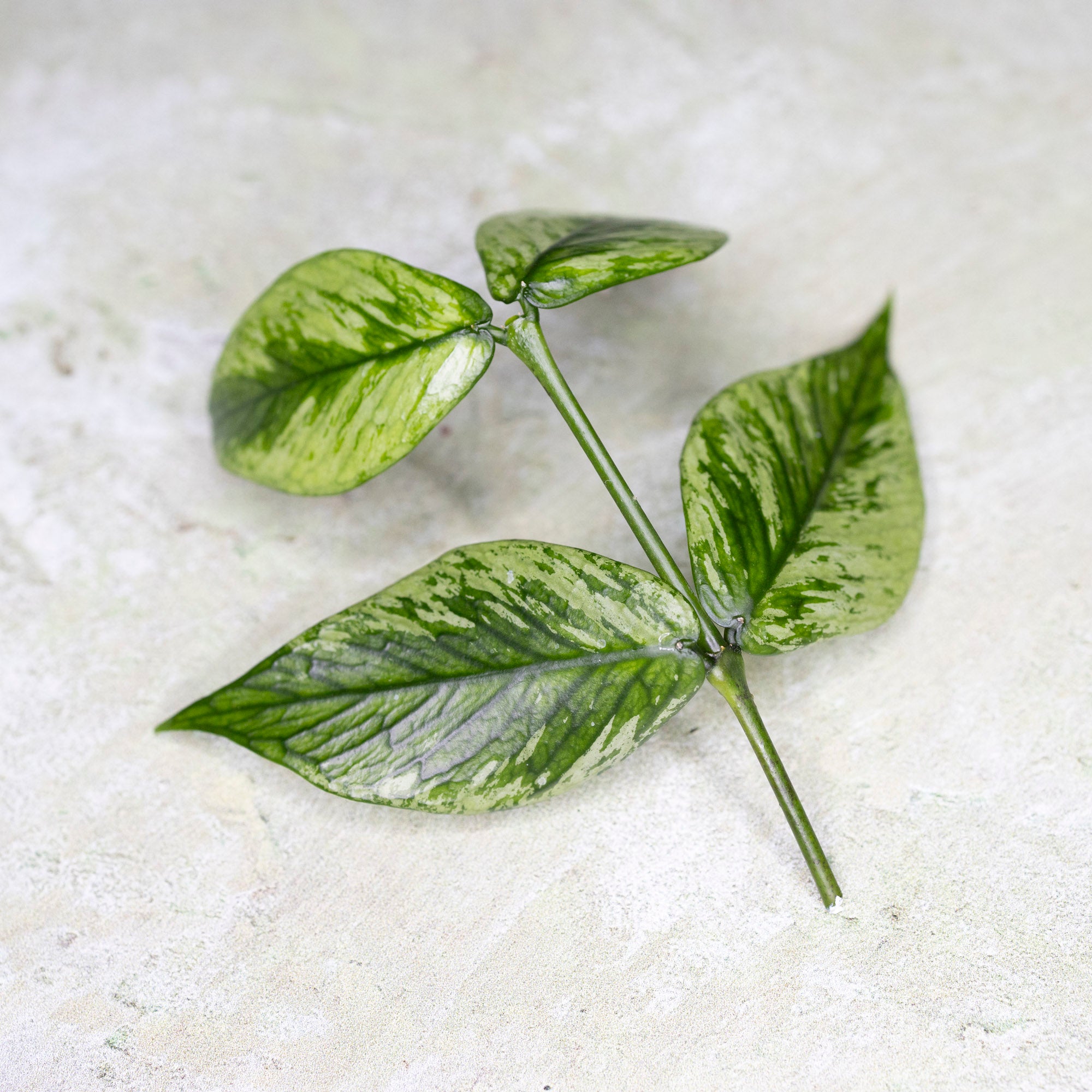 Hoya Polyneura Splash
