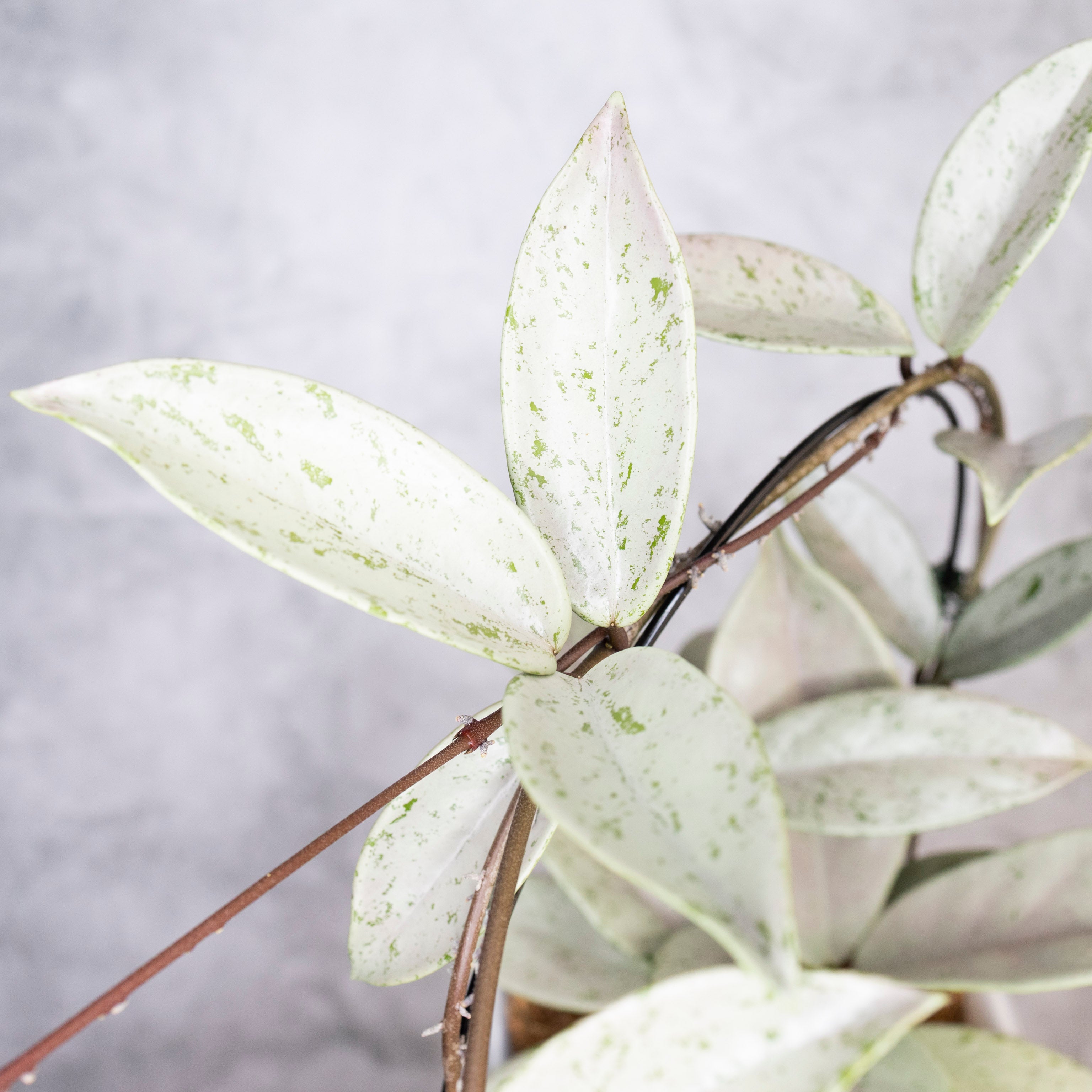 Close-up of a plant with white leaves on a light gray background, Hoya Pubicalyx Pink Silver Ghost