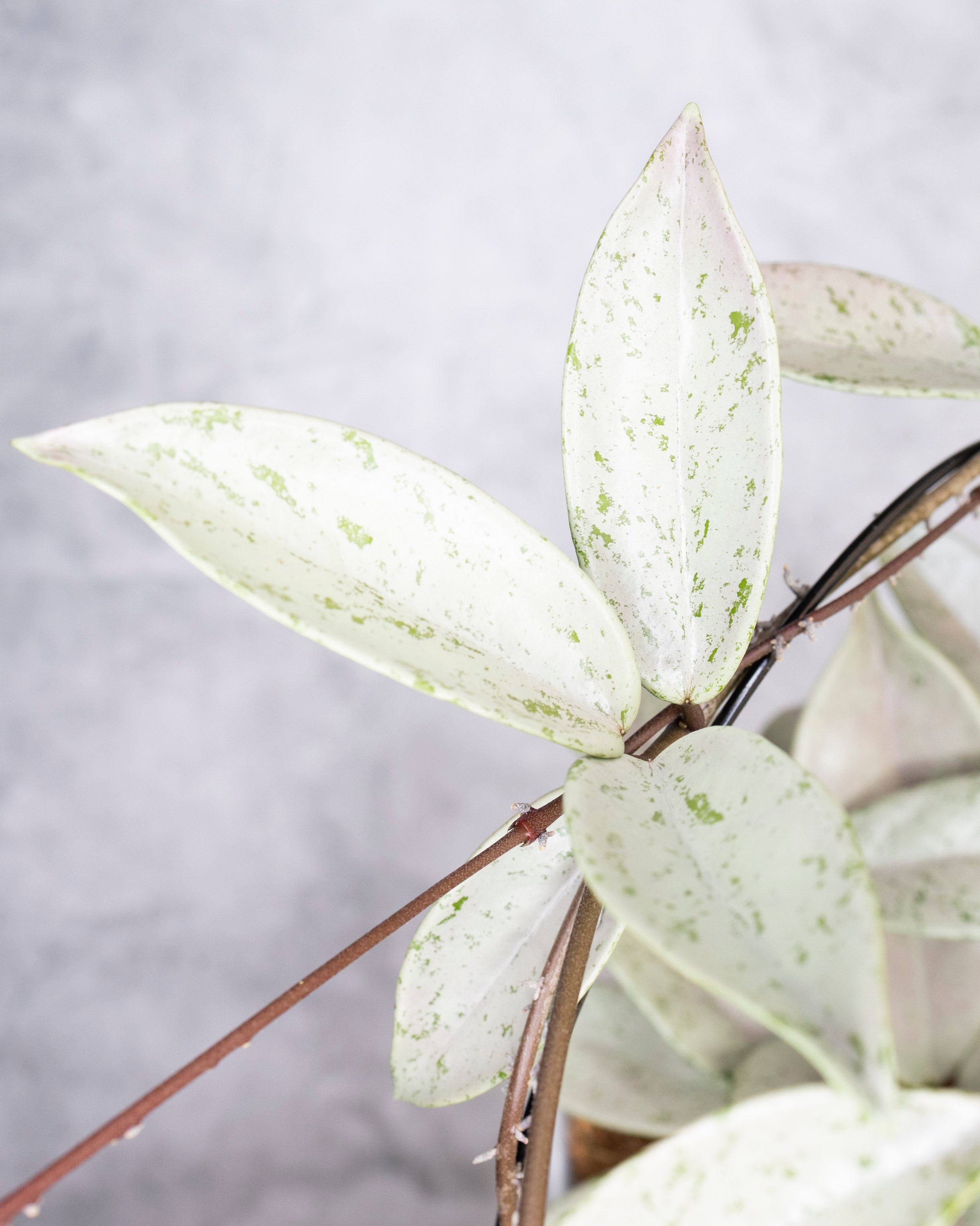 Close-up of a plant with white leaves on a light gray background, Hoya Pubicalyx Pink Silver Ghost