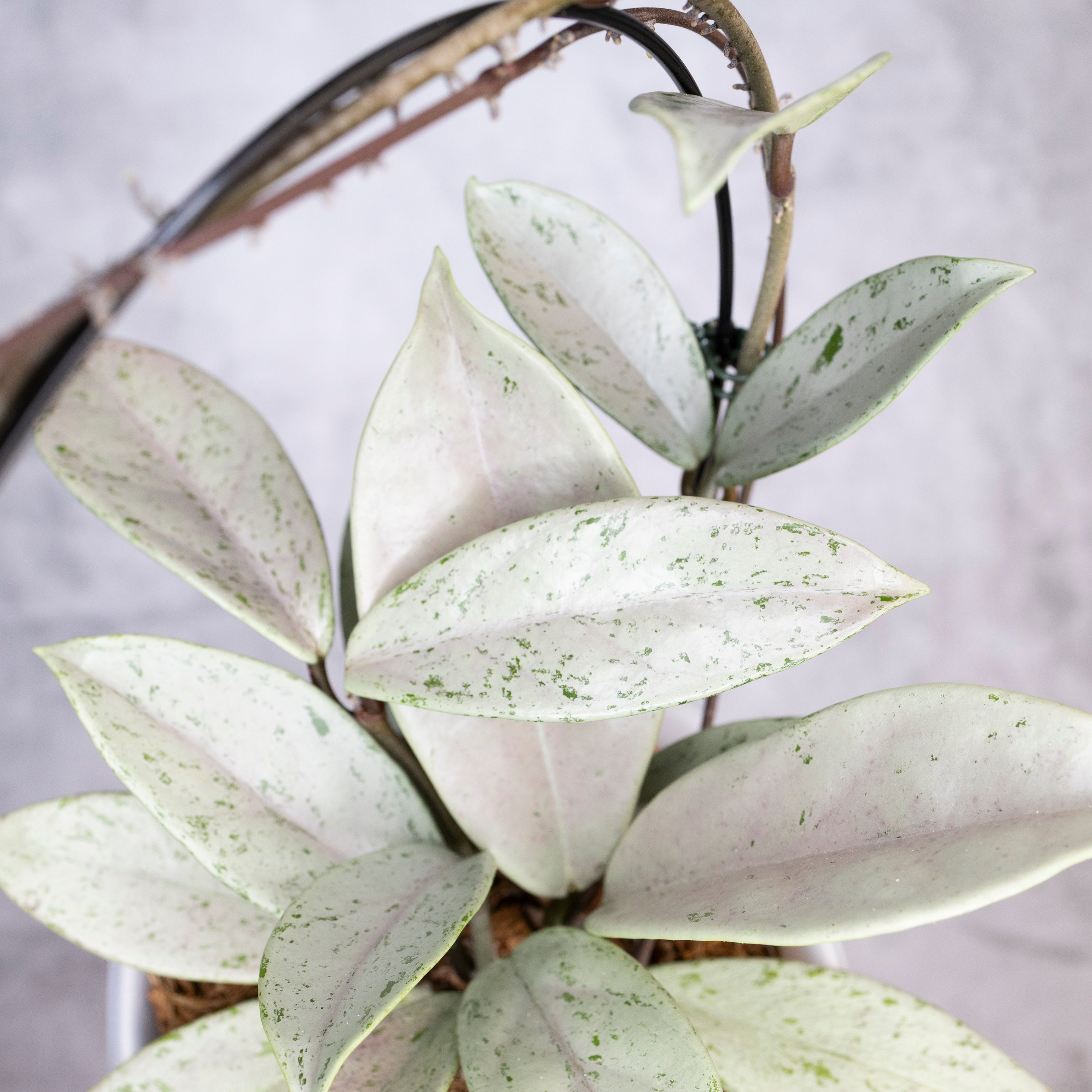Close-up of a potted plant with white and green leaves on a blurred background, Hoya Pubicalyx Pink Silver Ghost