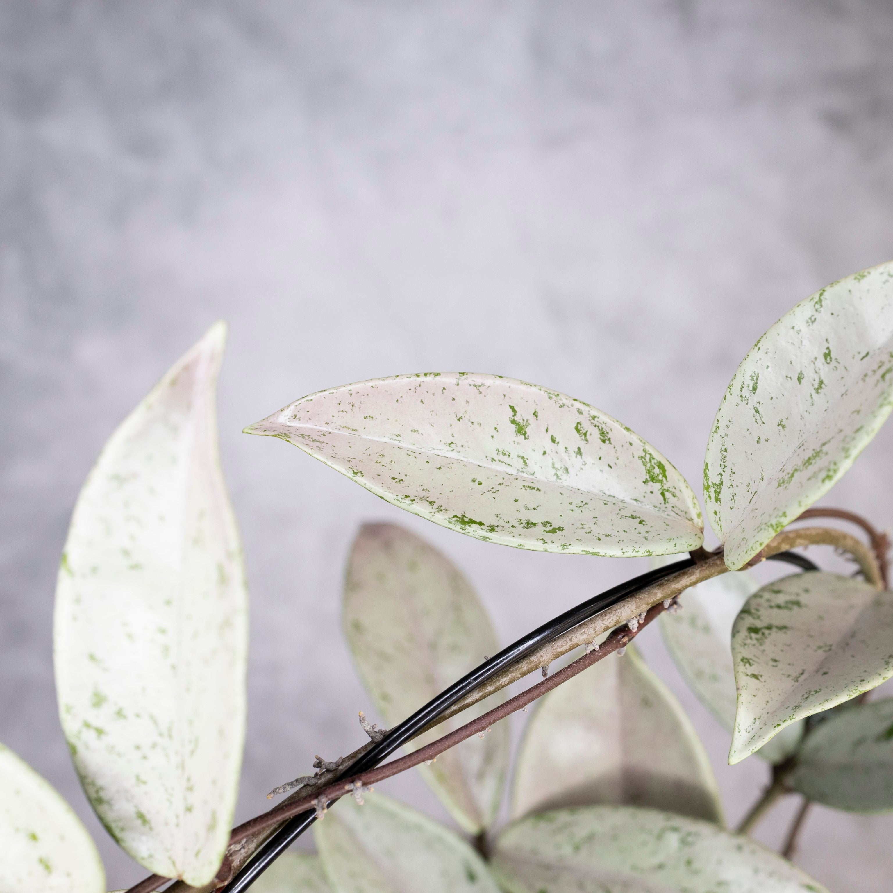 Close-up of a plant with white and green leaves against a gray background, Hoya Pubicalyx Pink Silver Ghost