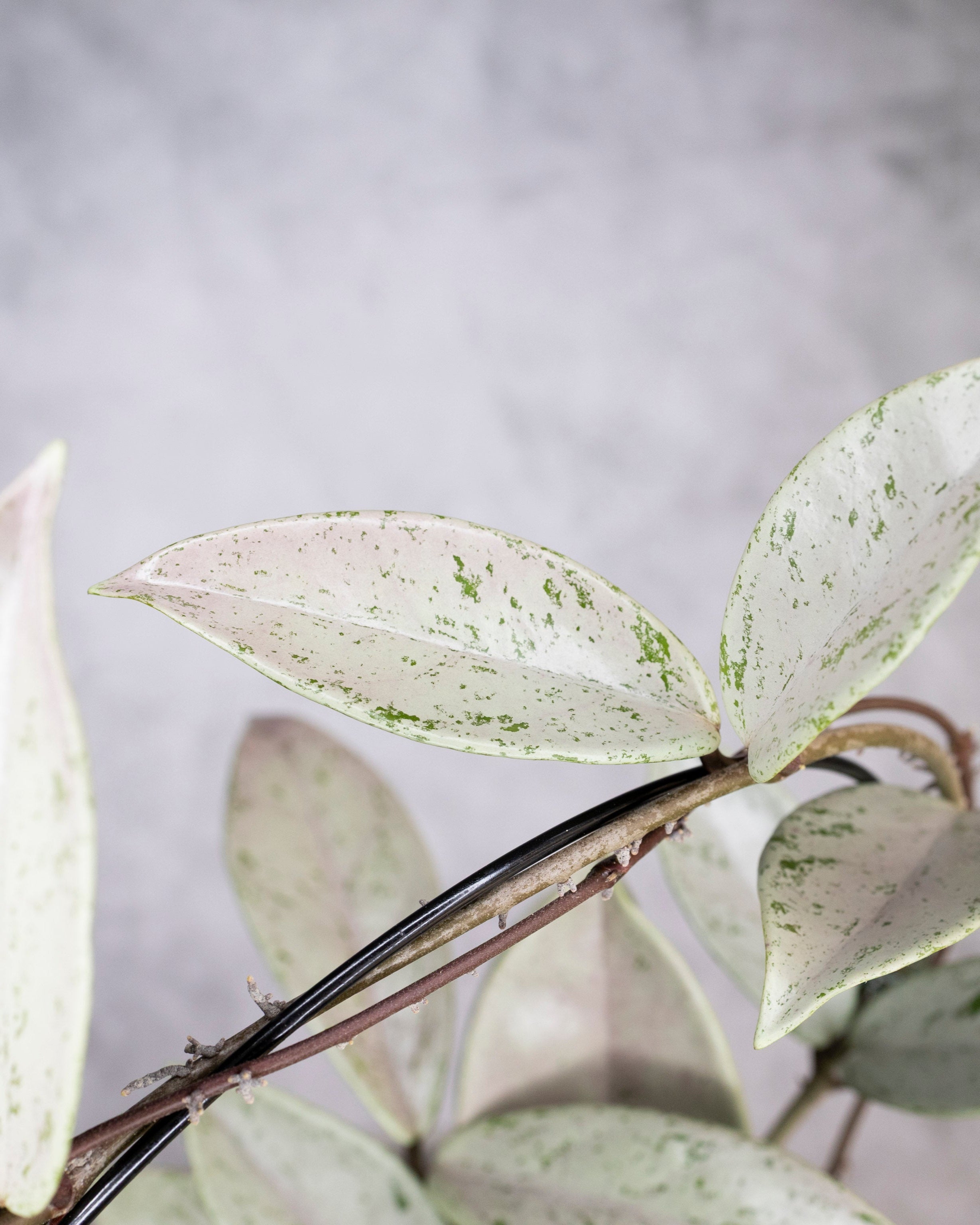 Close-up of a plant with white and green leaves against a gray background, Hoya Pubicalyx Pink Silver Ghost