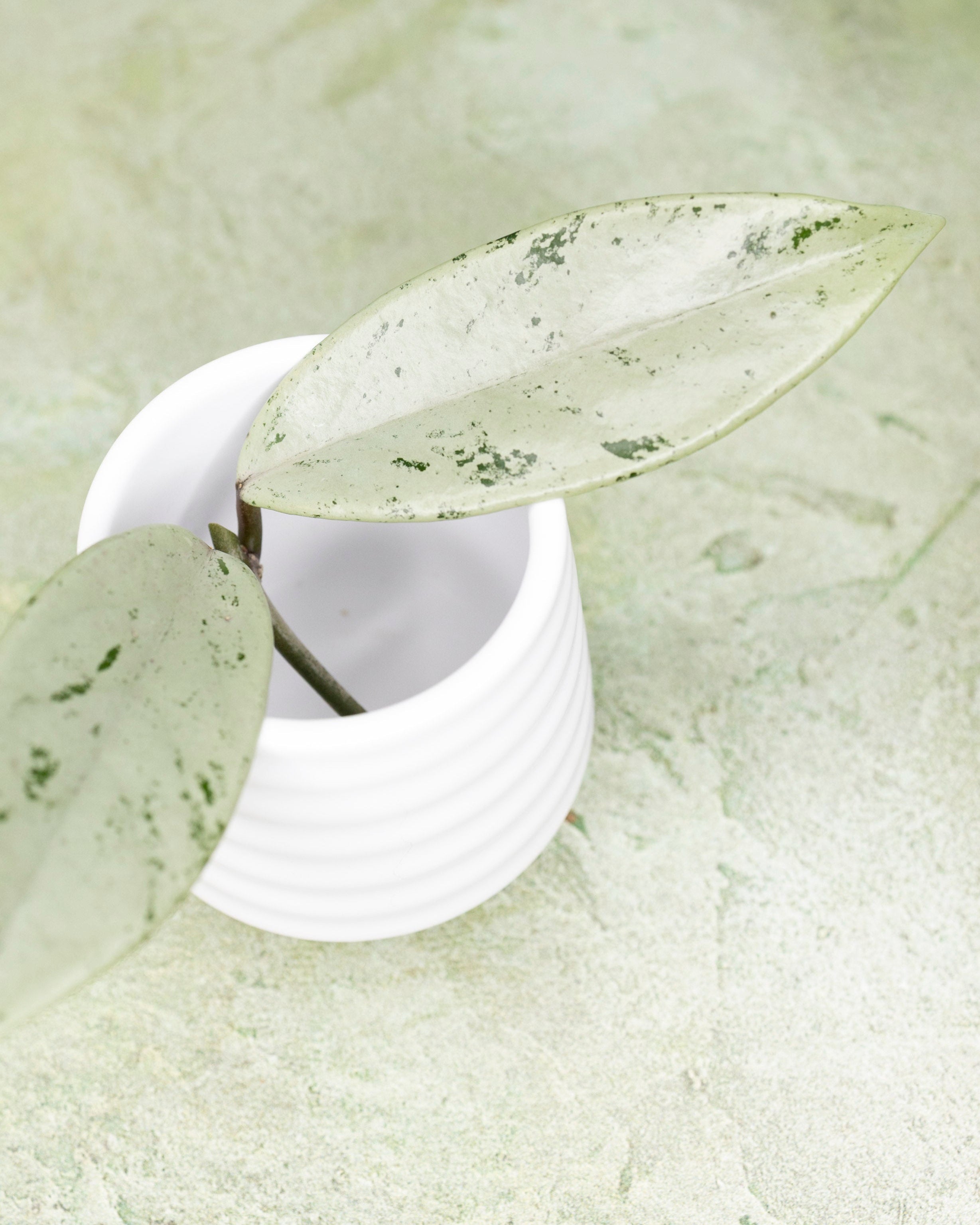 Hoya Pubicalyx Pink Silver Ghost