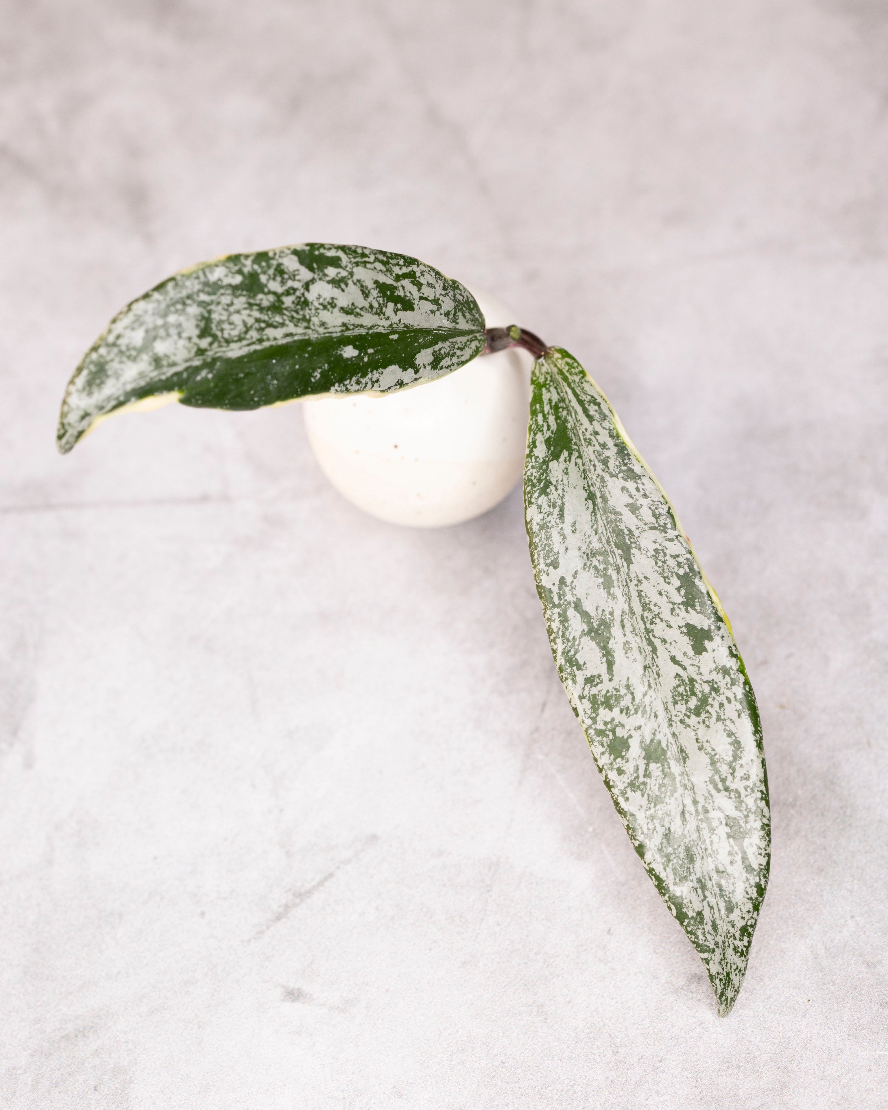 Hoya pubicalyx (splash, outer variegated)