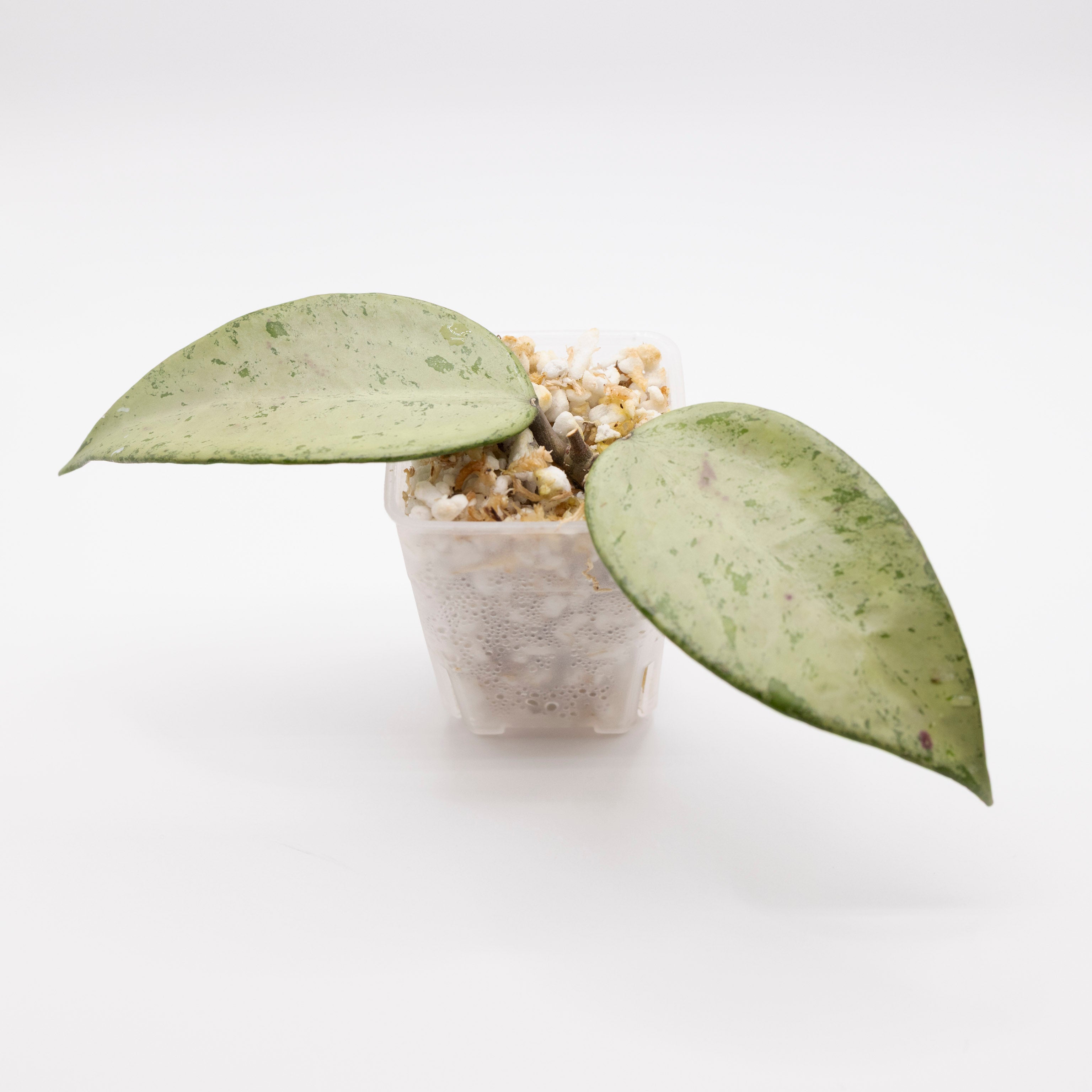 Hoya Snow Cui Silver