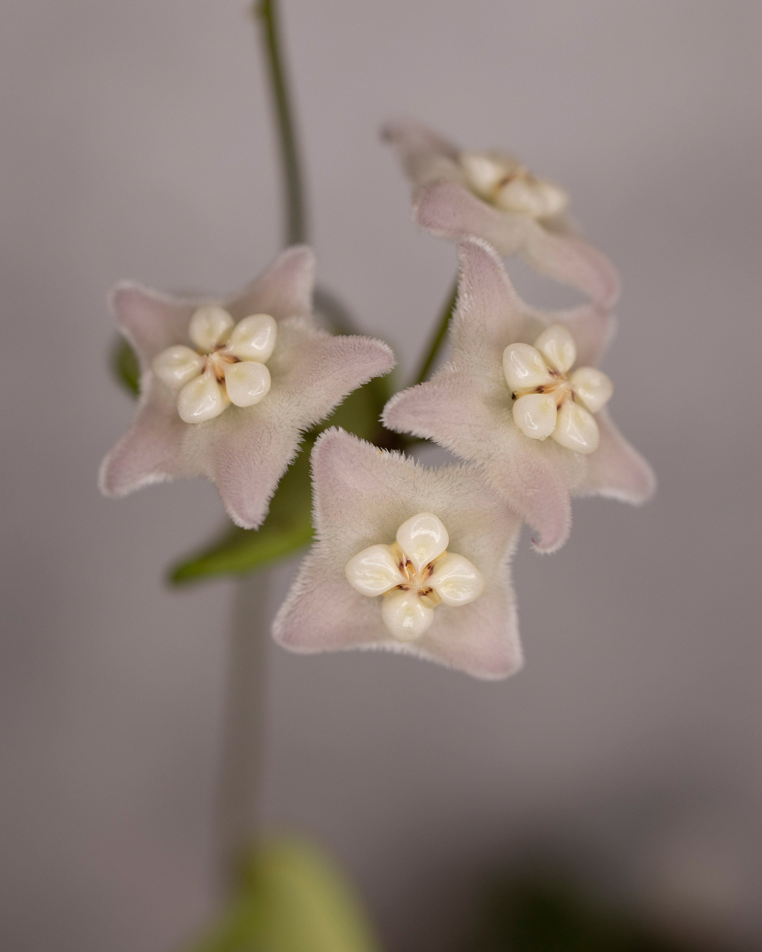 A close-up of several Hoya Spectatissima flowers with a blurred background.