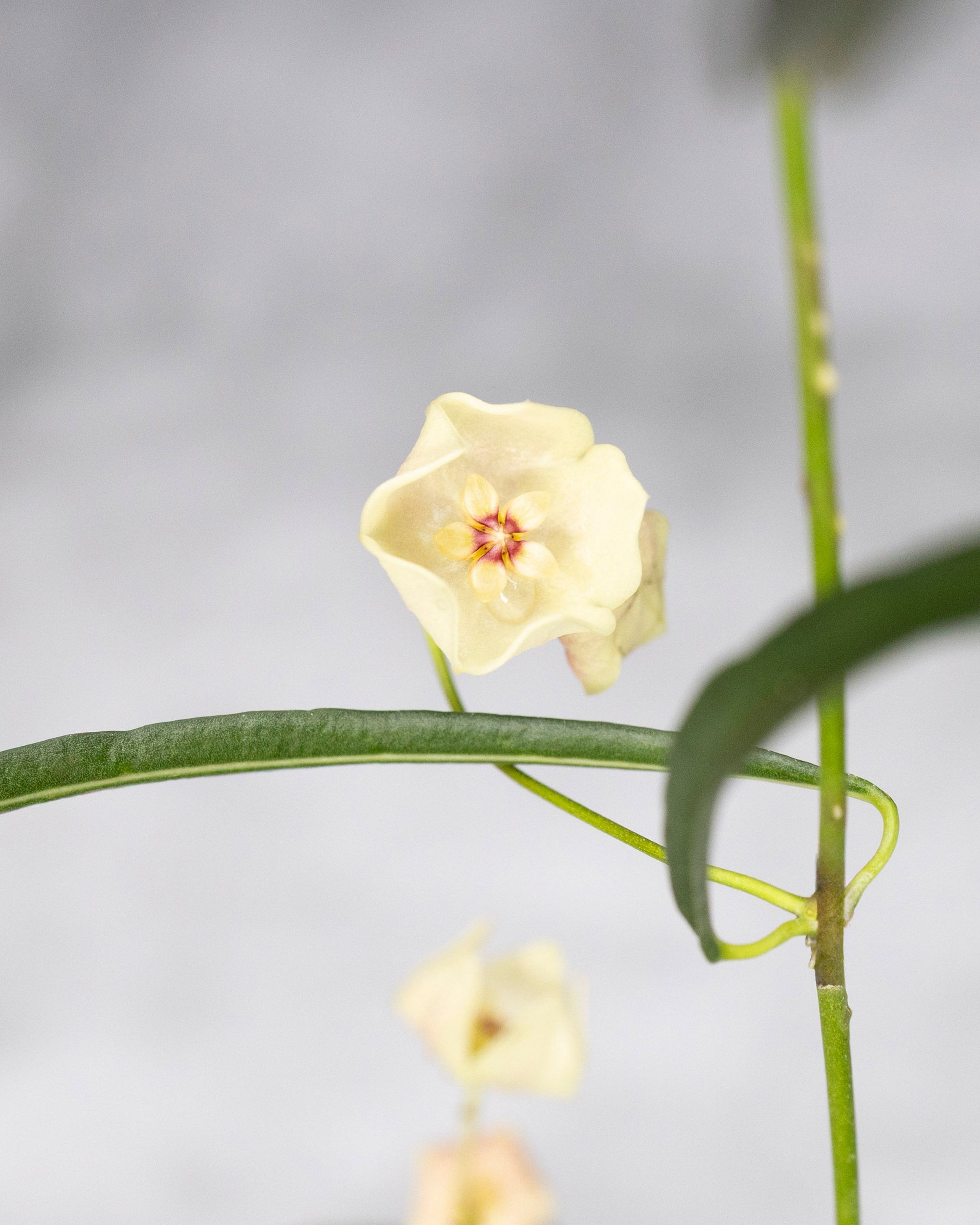 Small yellow flower with green leaves on a blurred gray background