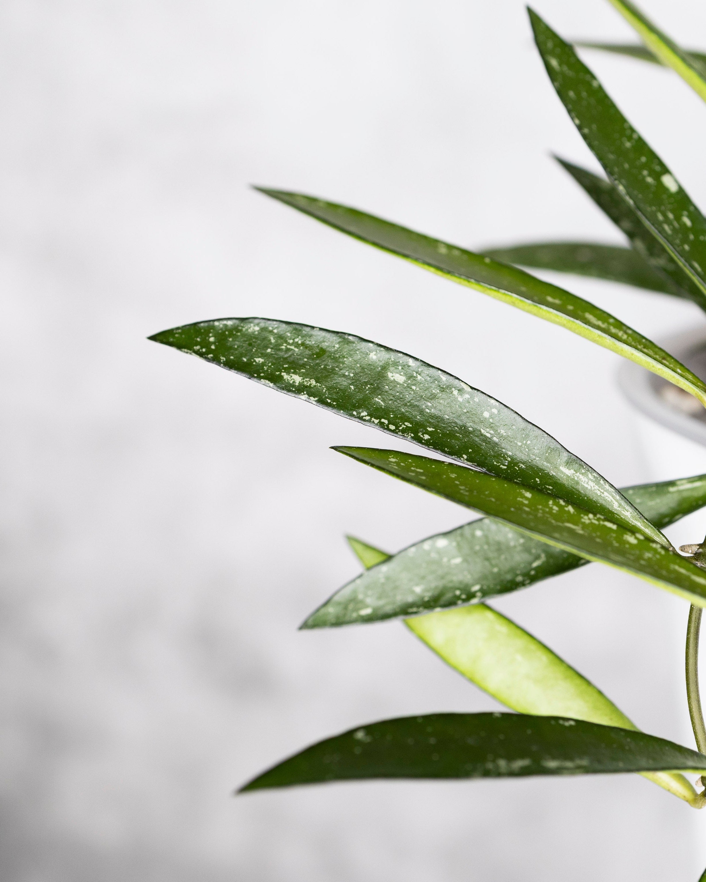 Close-up of green leaves with a blurred gray background