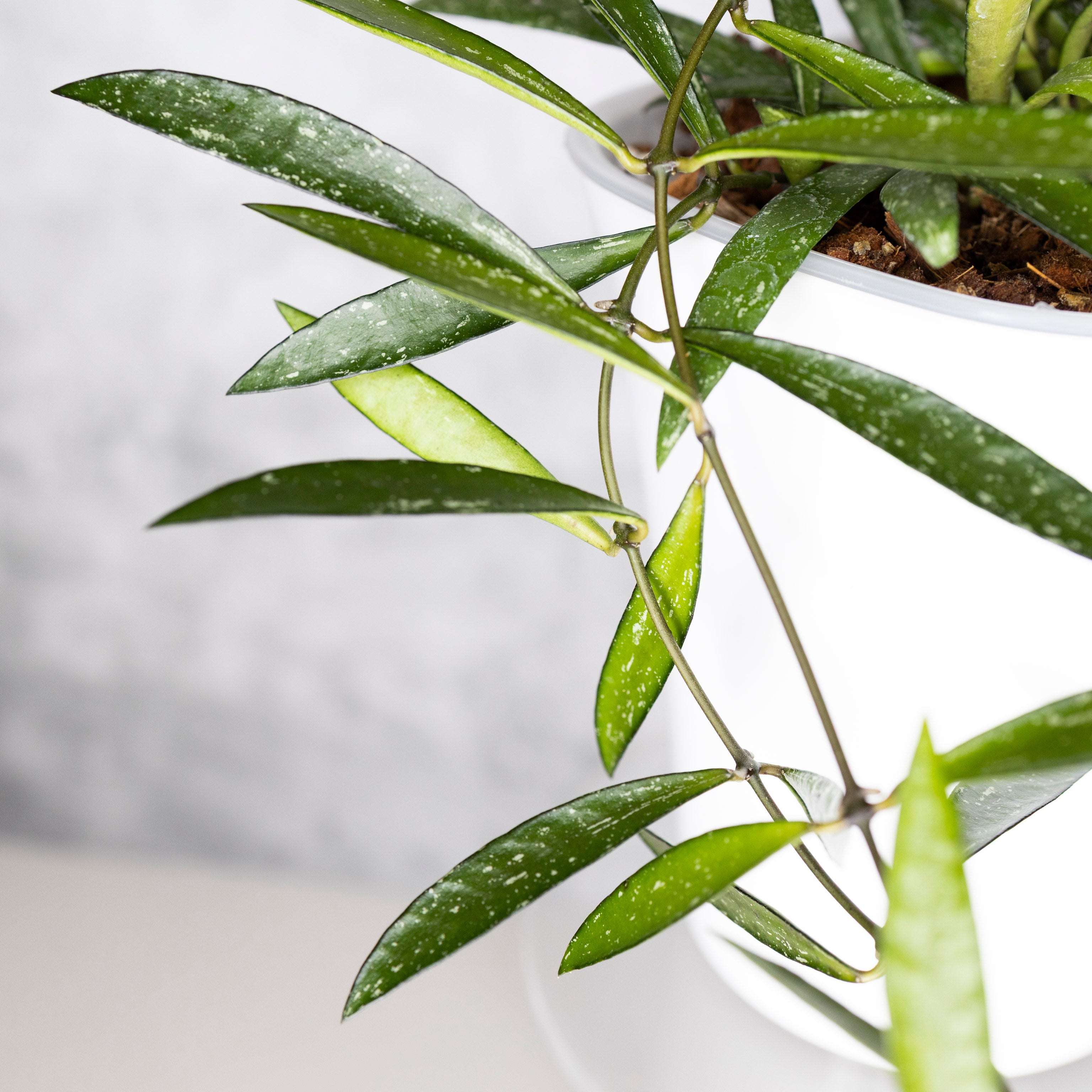 Hoya Tanggamus Bamboo Leaf