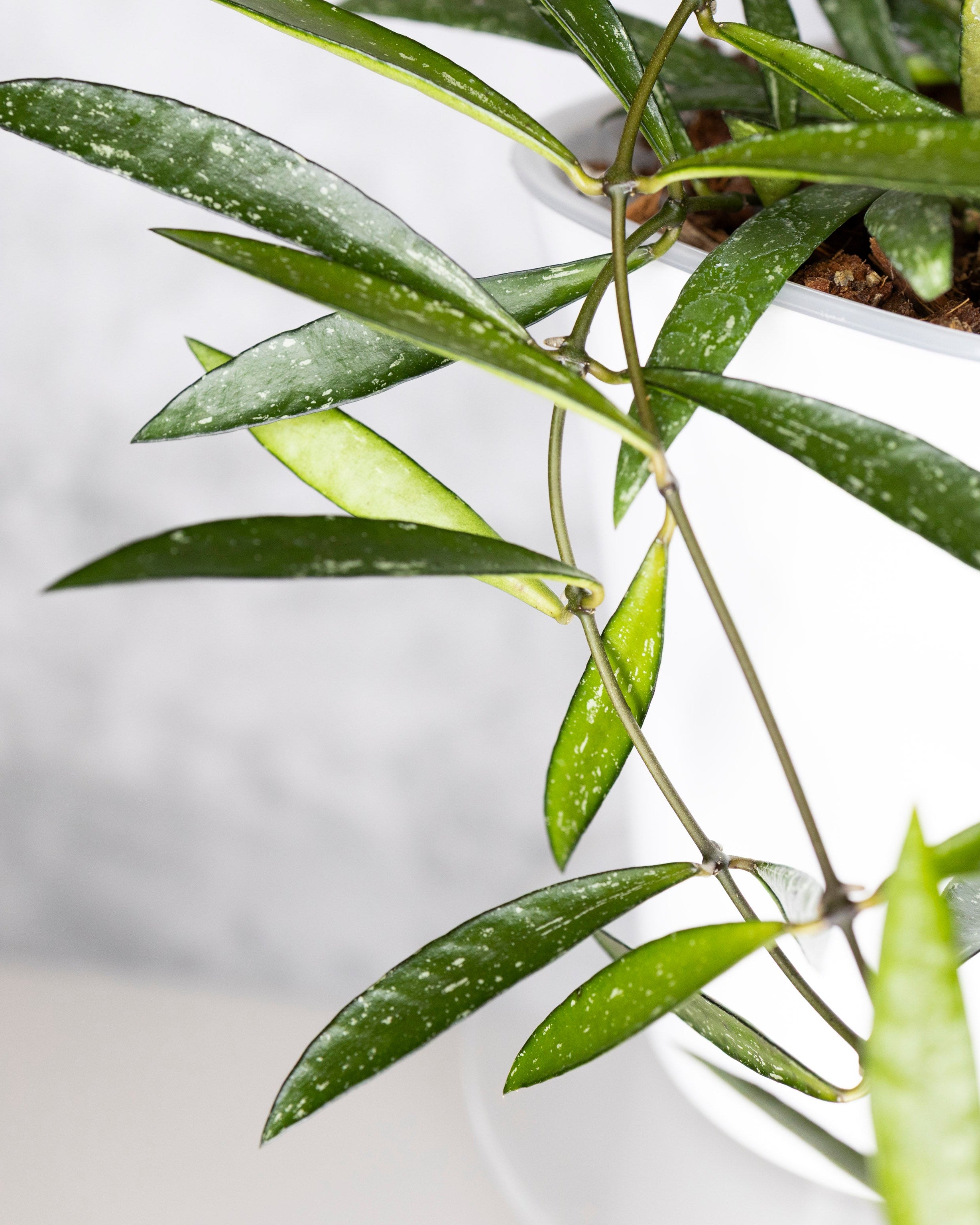 Hoya sp. Tanggamus &