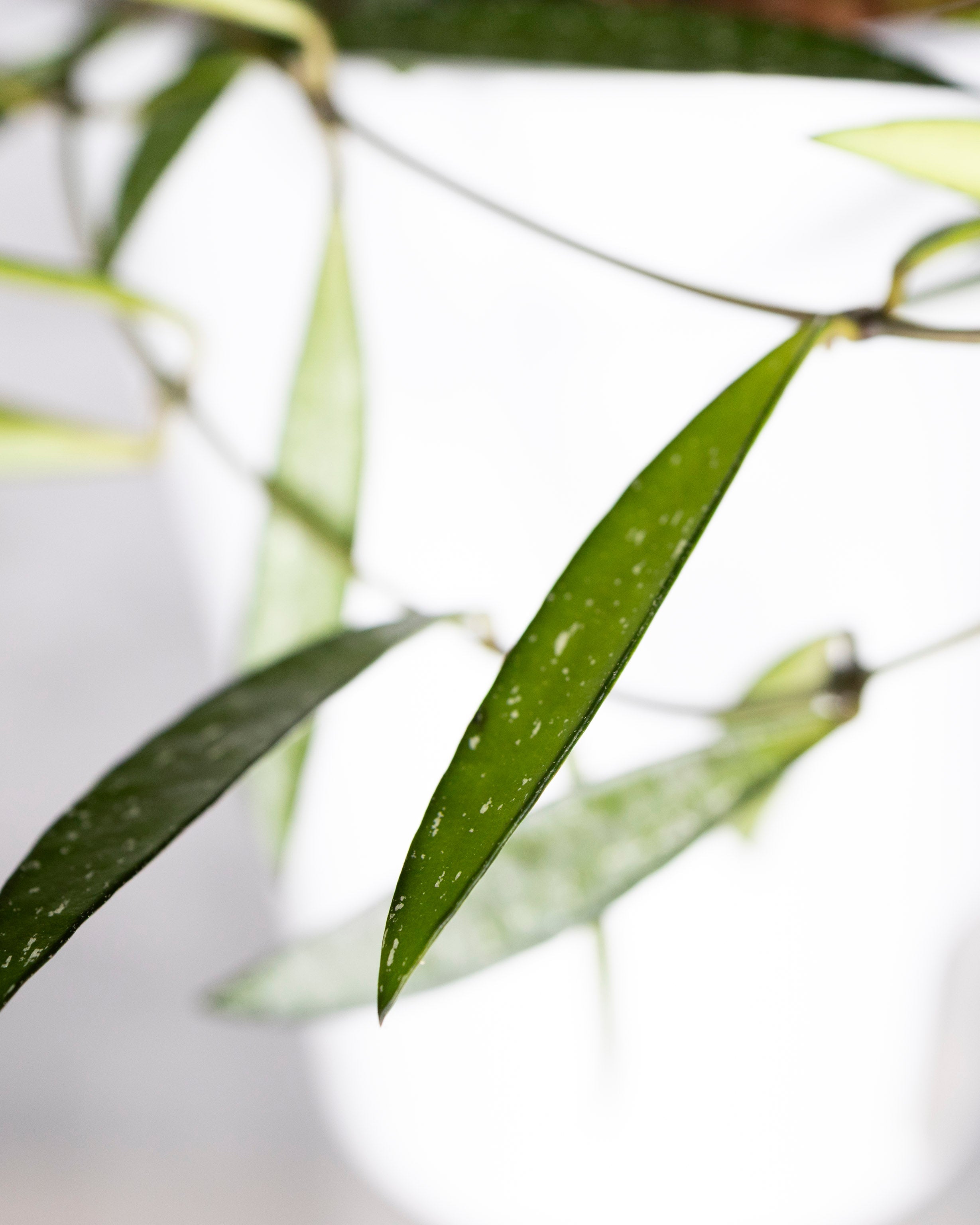 Close-up of green leaves on a blurred background