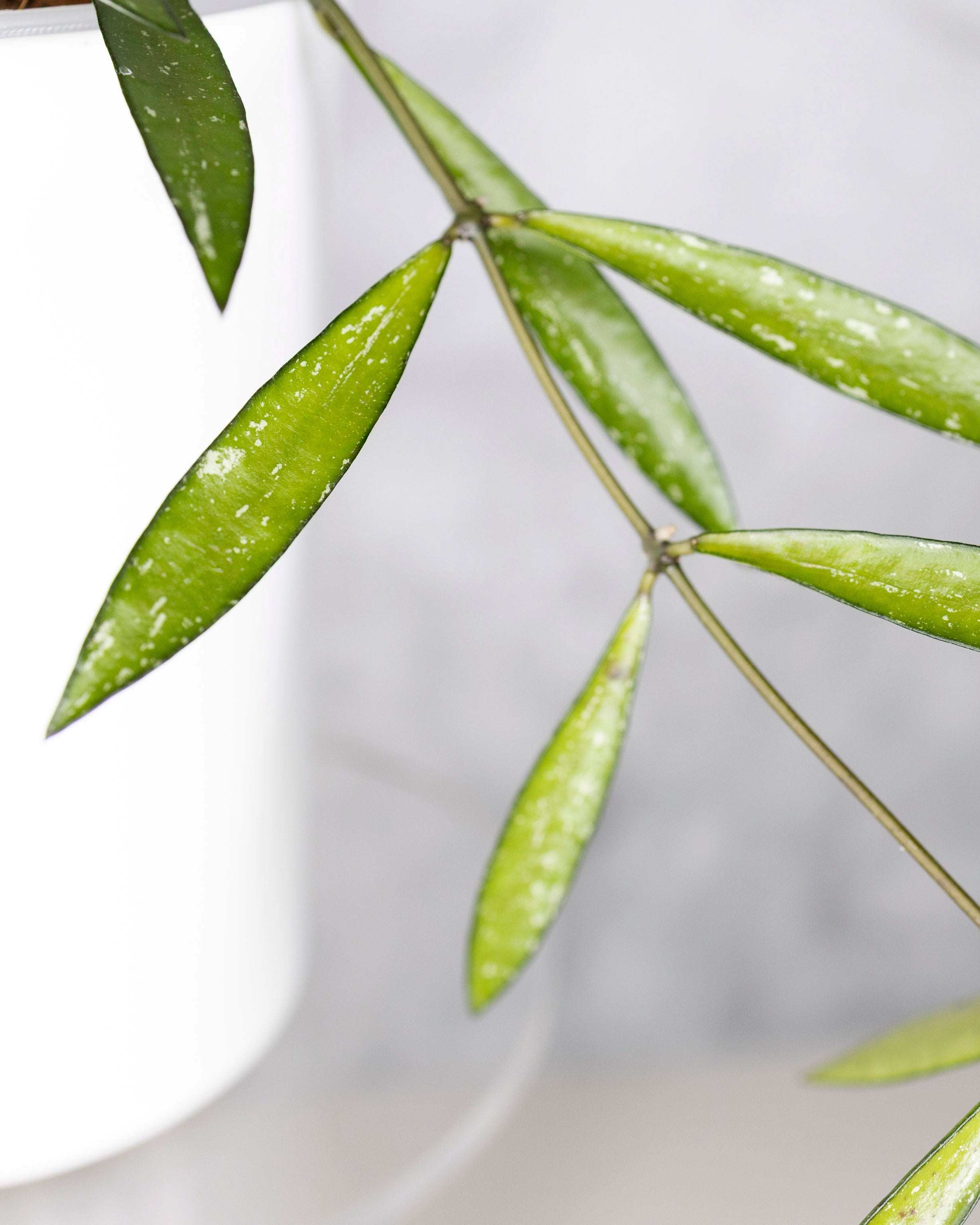 Close-up of green leaves on a white background