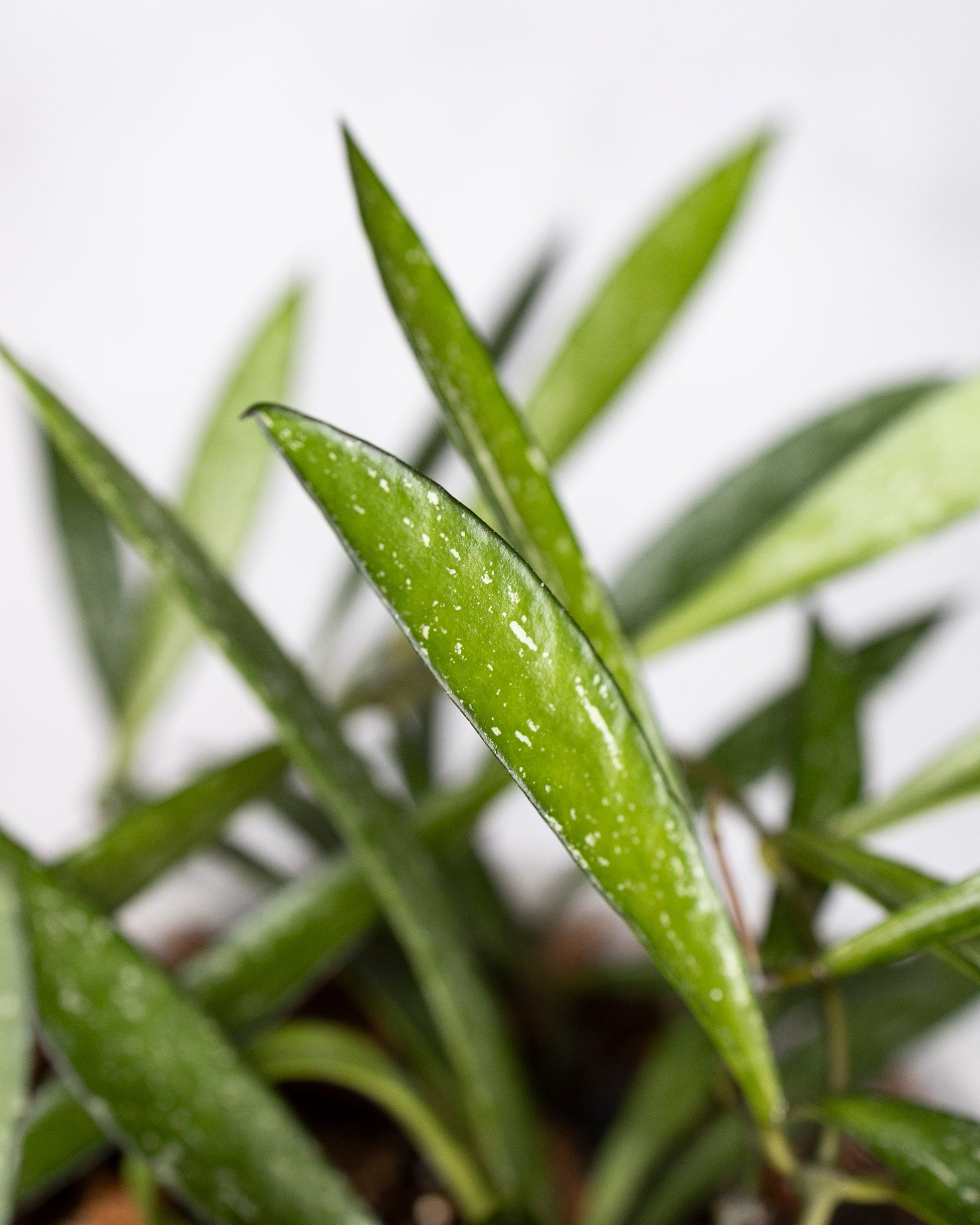 Close-up of green leaves with a blurred background