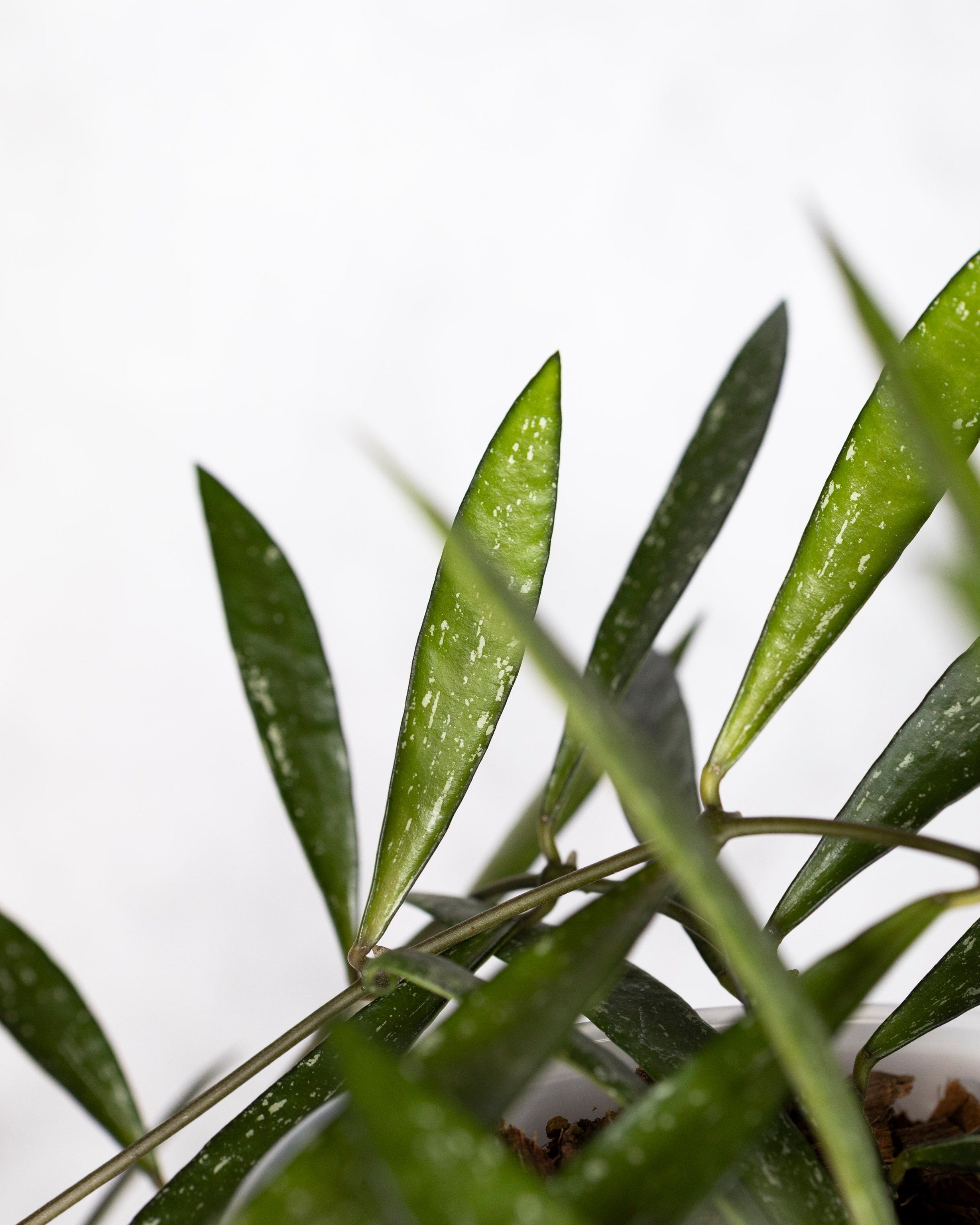 Close-up of green leaves on a white background