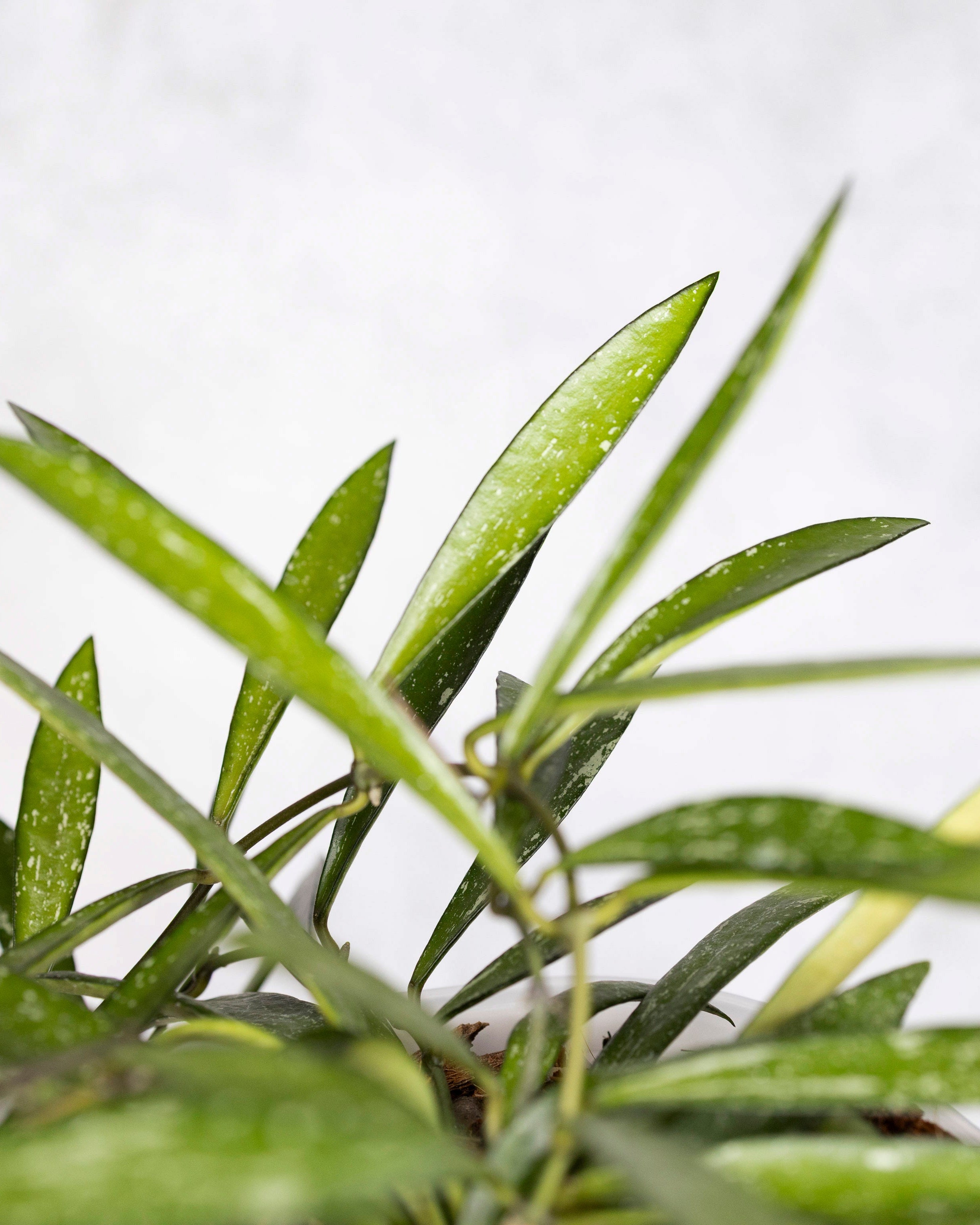 Close-up of green leaves with a blurred white background