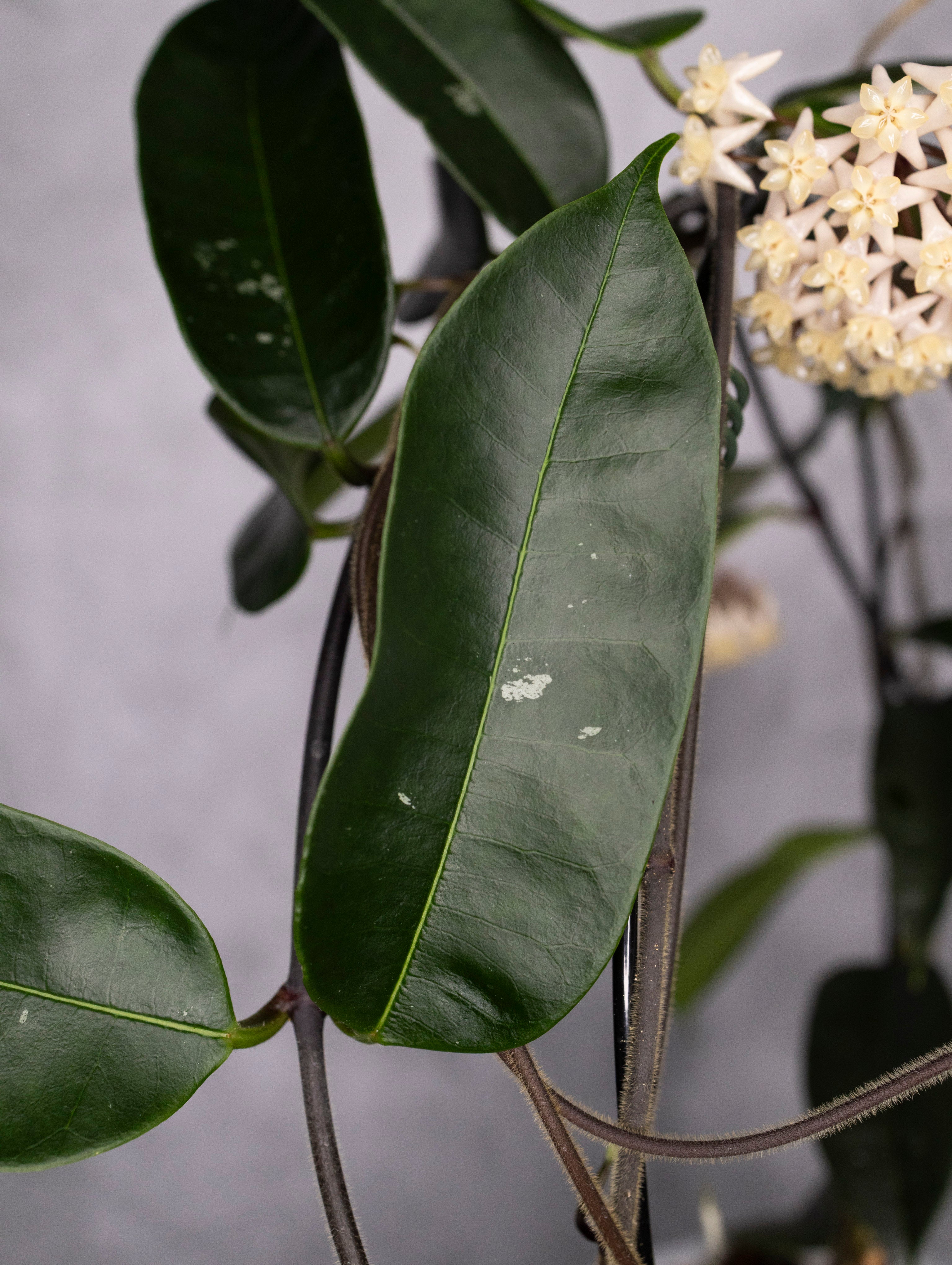 Hoya Thuathienhuensis
