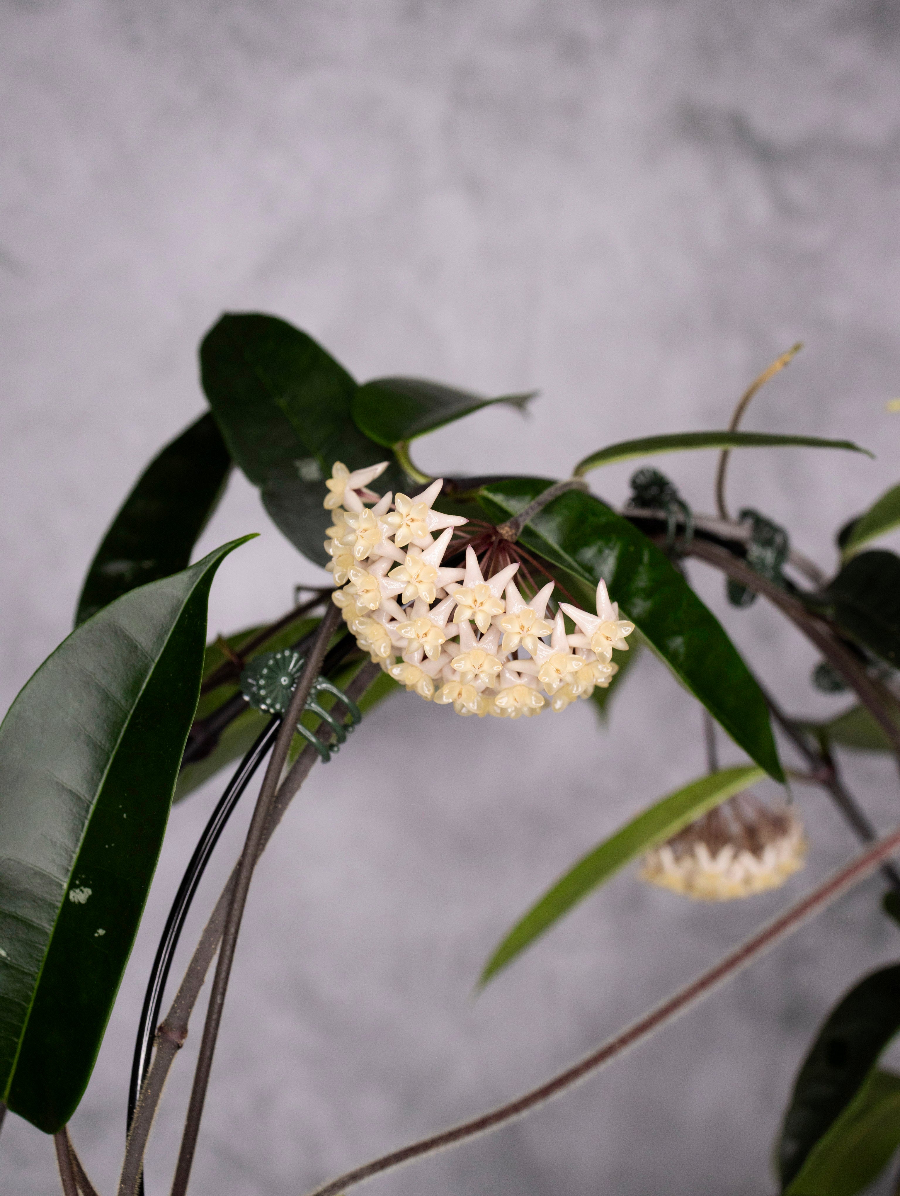 Hoya Thuathienhuensis