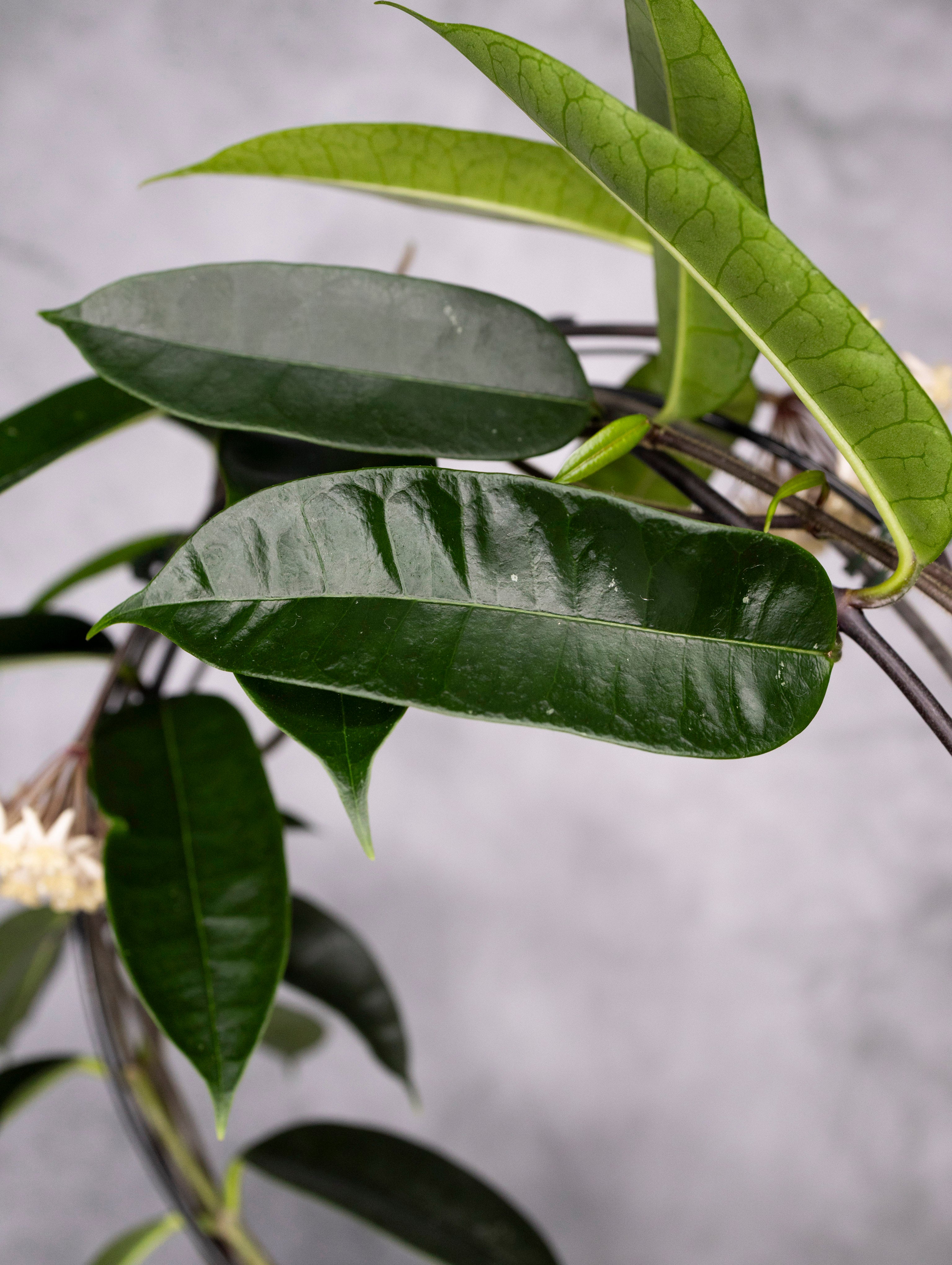 Hoya Thuathienhuensis