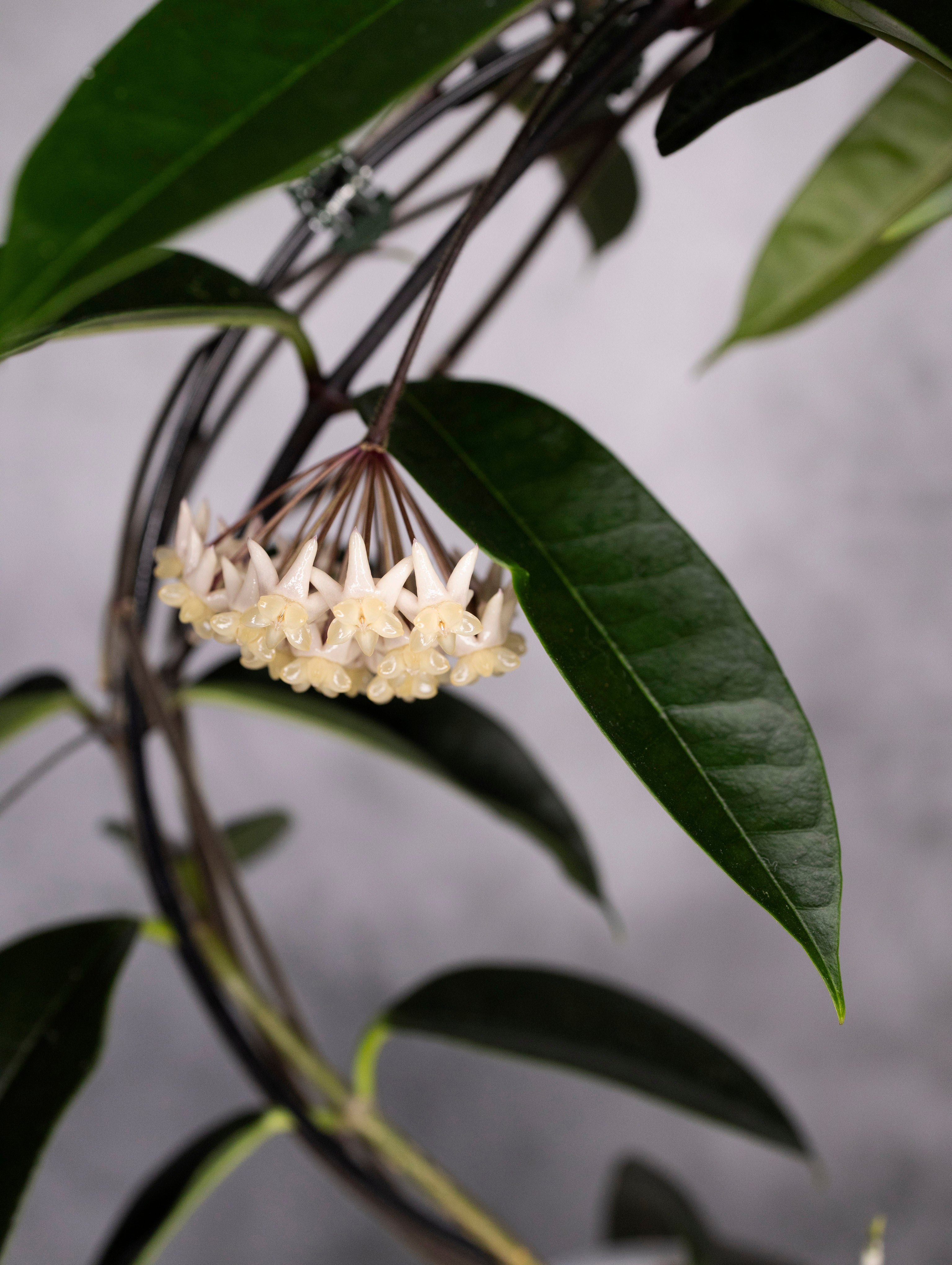 Hoya Thuathienhuensis