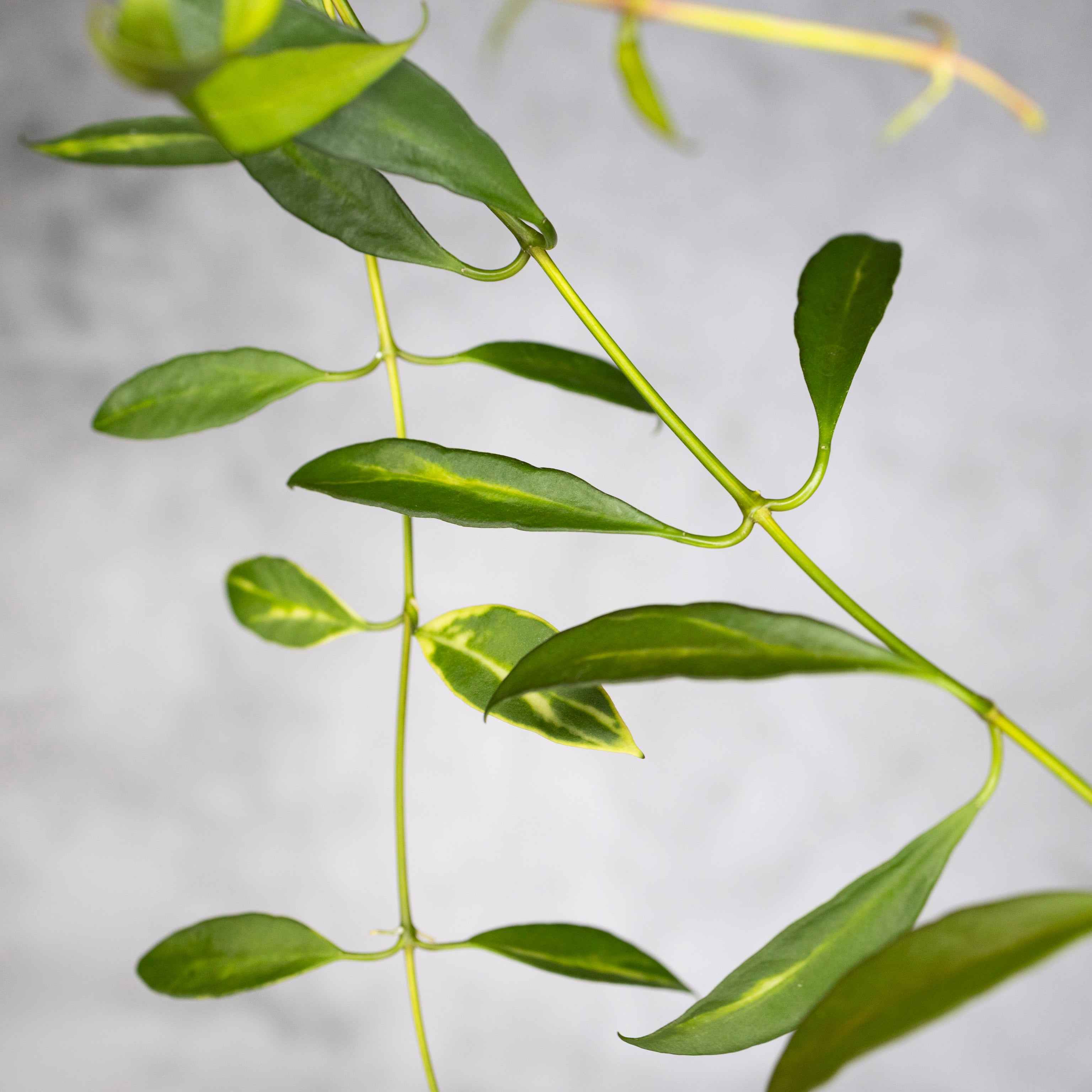Hoya tsangii (inner variegated)