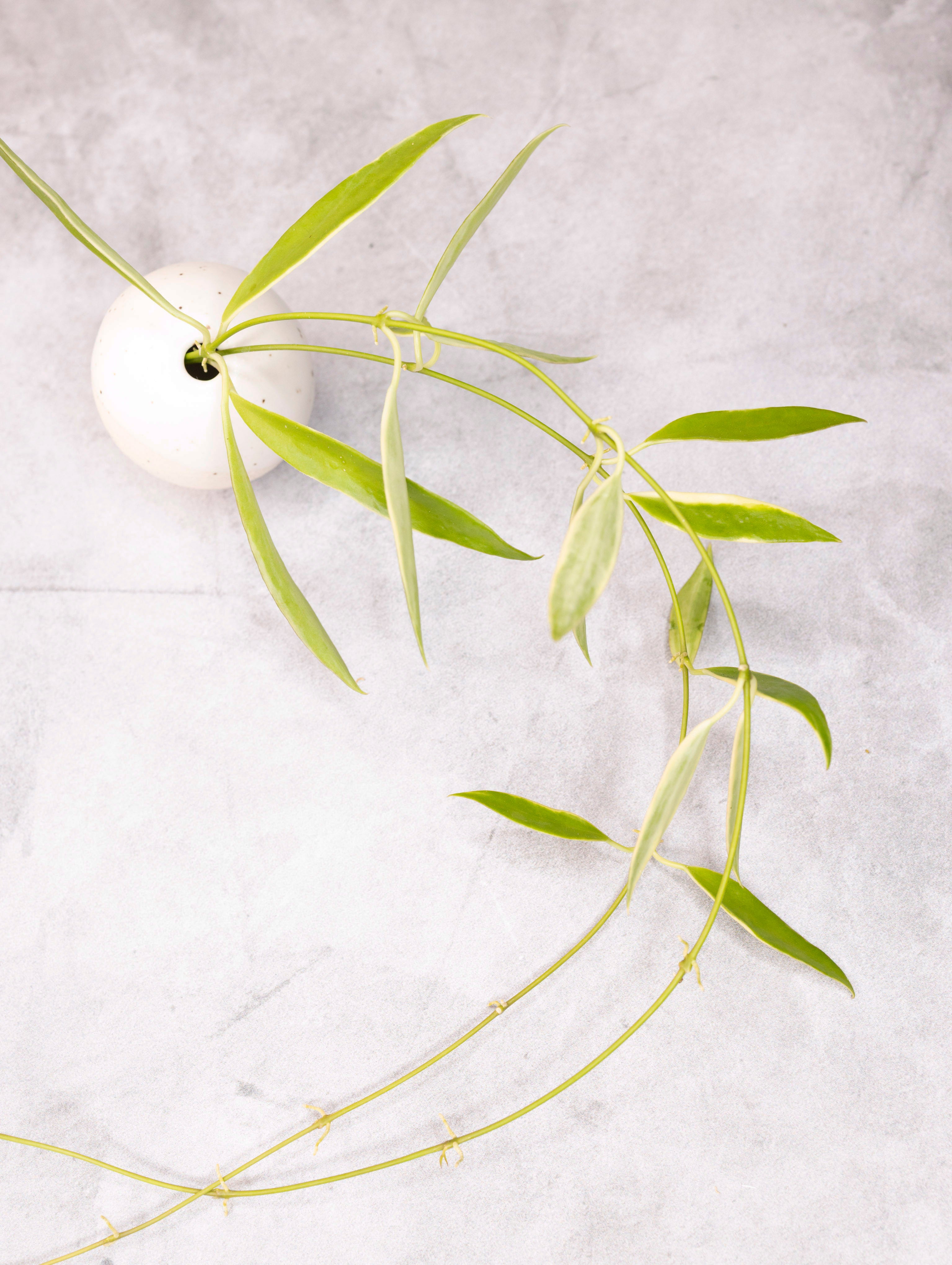 Hoya tsangii (outer variegated)