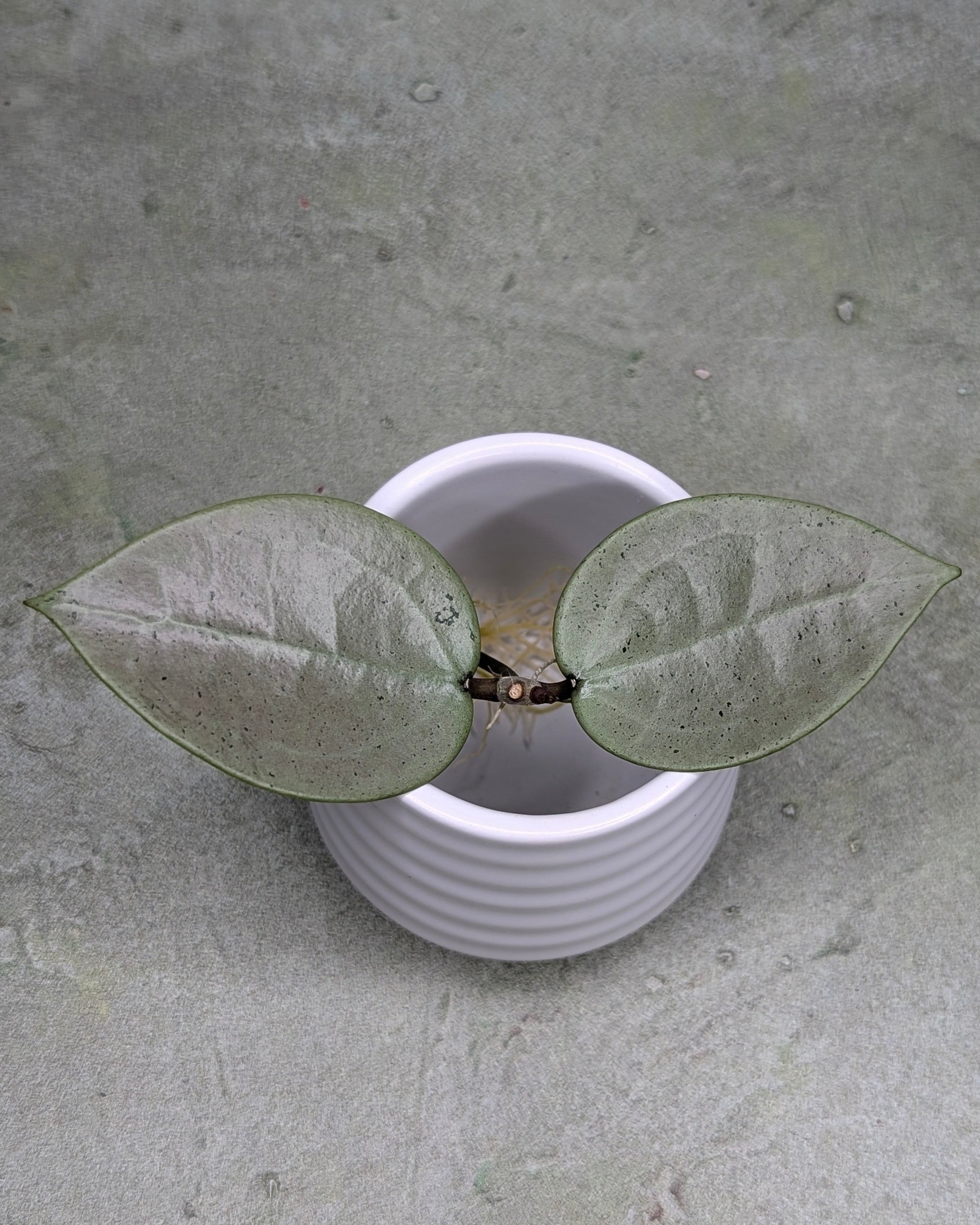 Hoya Verticillata Silver Heart