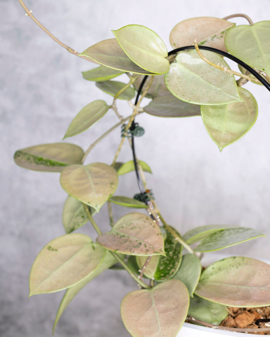 Trellised plant with green leaves on a white background, Hoya Verticillata Silver Heart