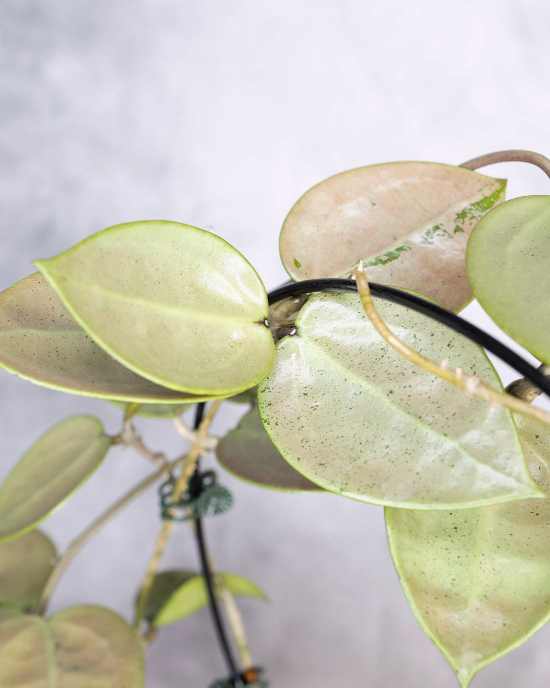 Close-up of a hanging plant with green leaves against a neutral background, Hoya Verticillata Silver Heart