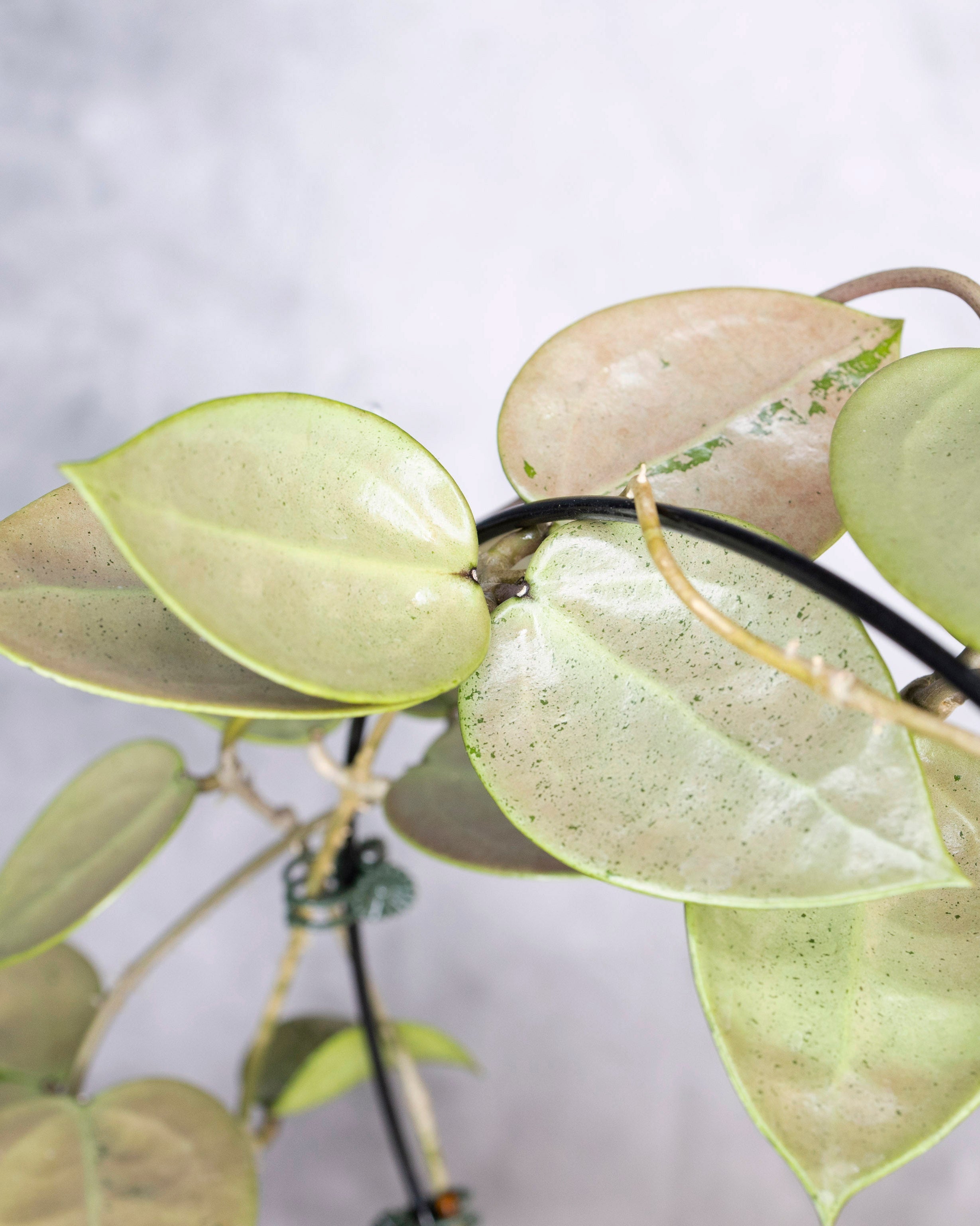 Close-up of a hanging plant with green leaves against a neutral background, Hoya Verticillata Silver Heart