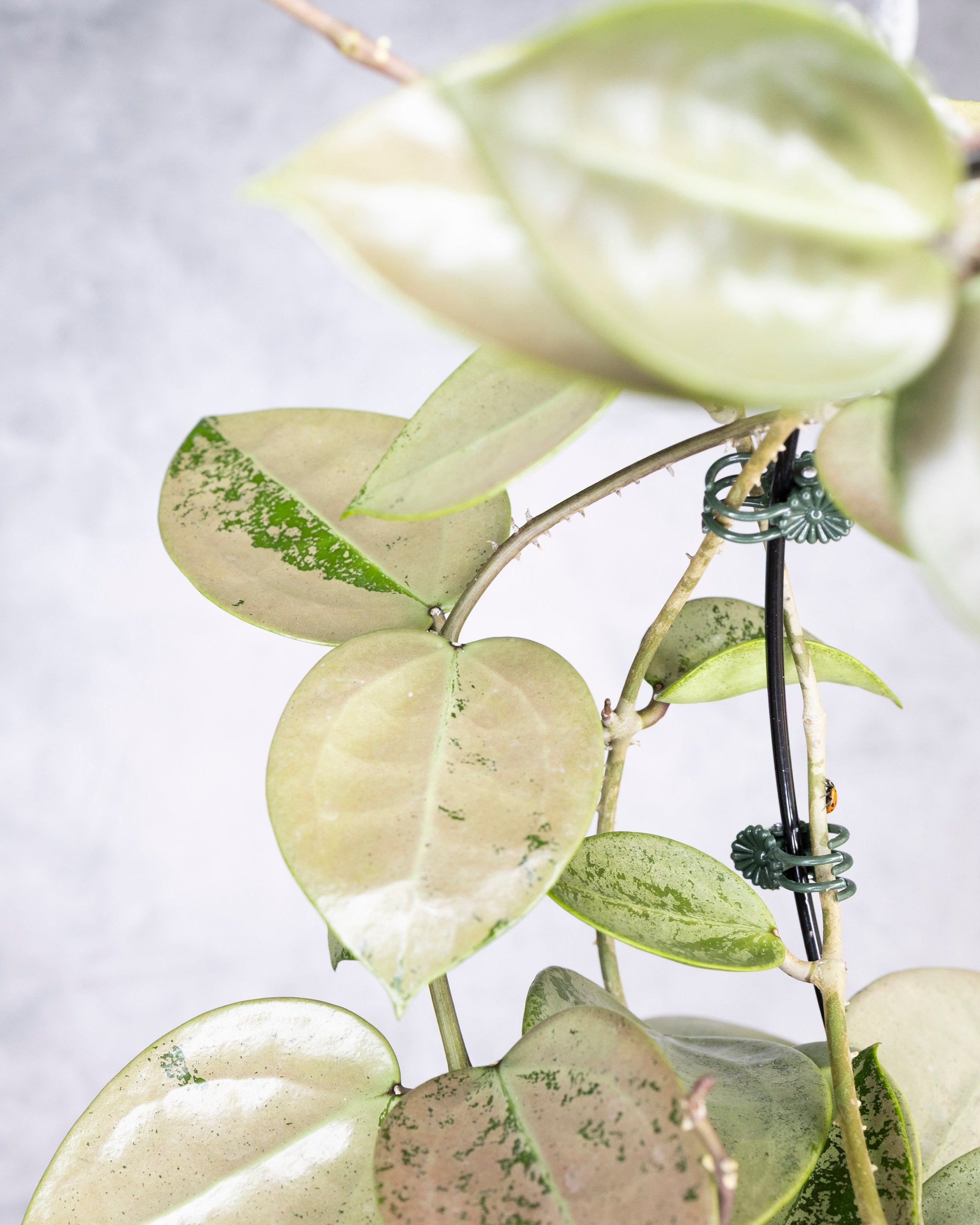 Close-up of a plant with green leaves on a light gray background, Hoya Verticillata Silver Heart