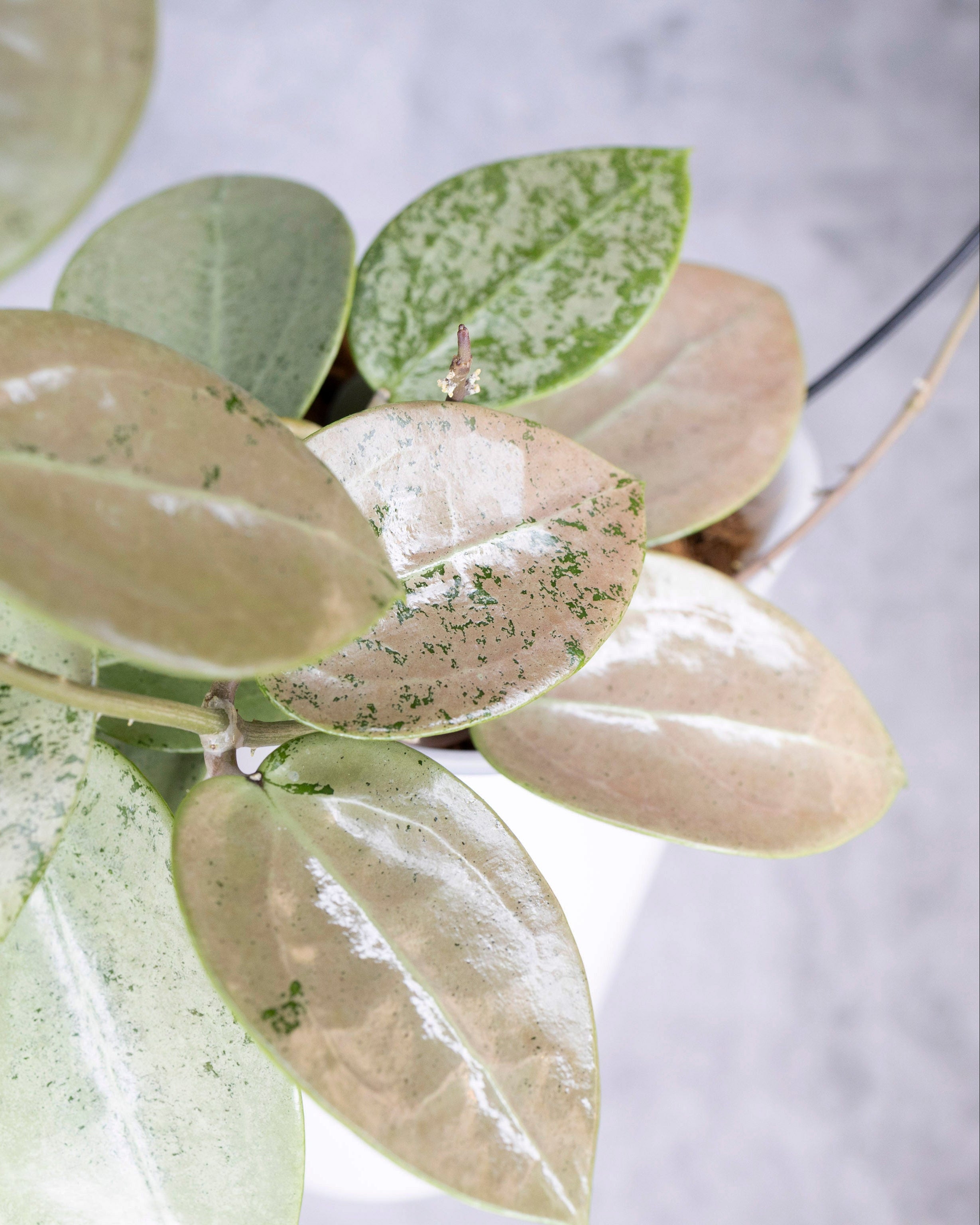 Close-up of a green leafy plant with a blurred background, Hoya Verticillata Silver Heart